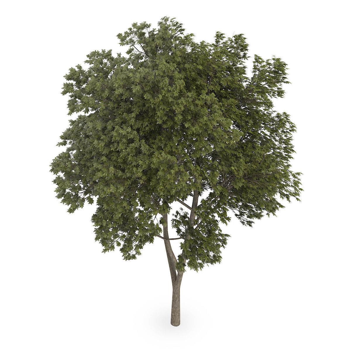 Austrian oak Quercus cerris 3D model_2