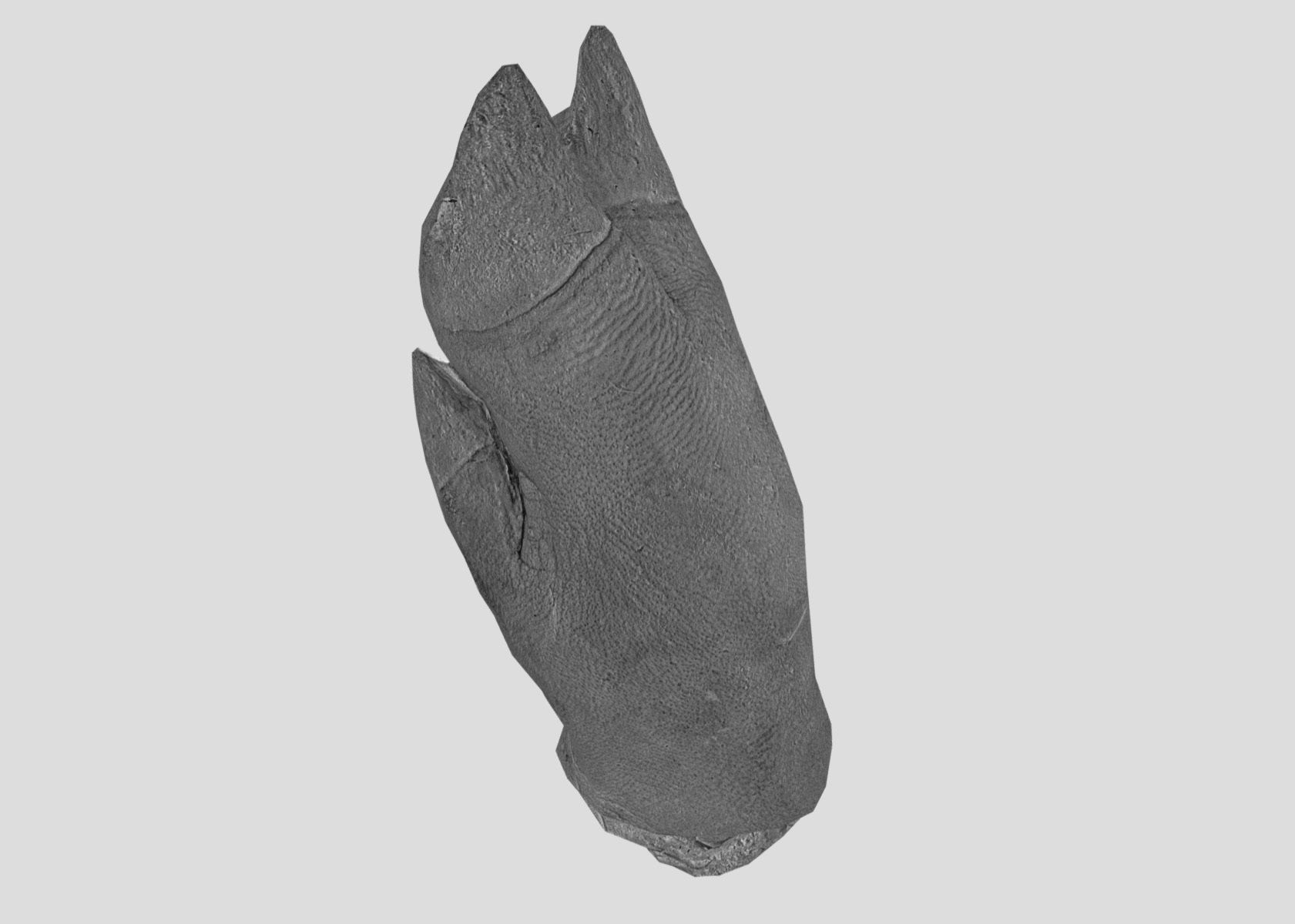 Raw Pigs leg 3D scan Low-poly 3D model_63