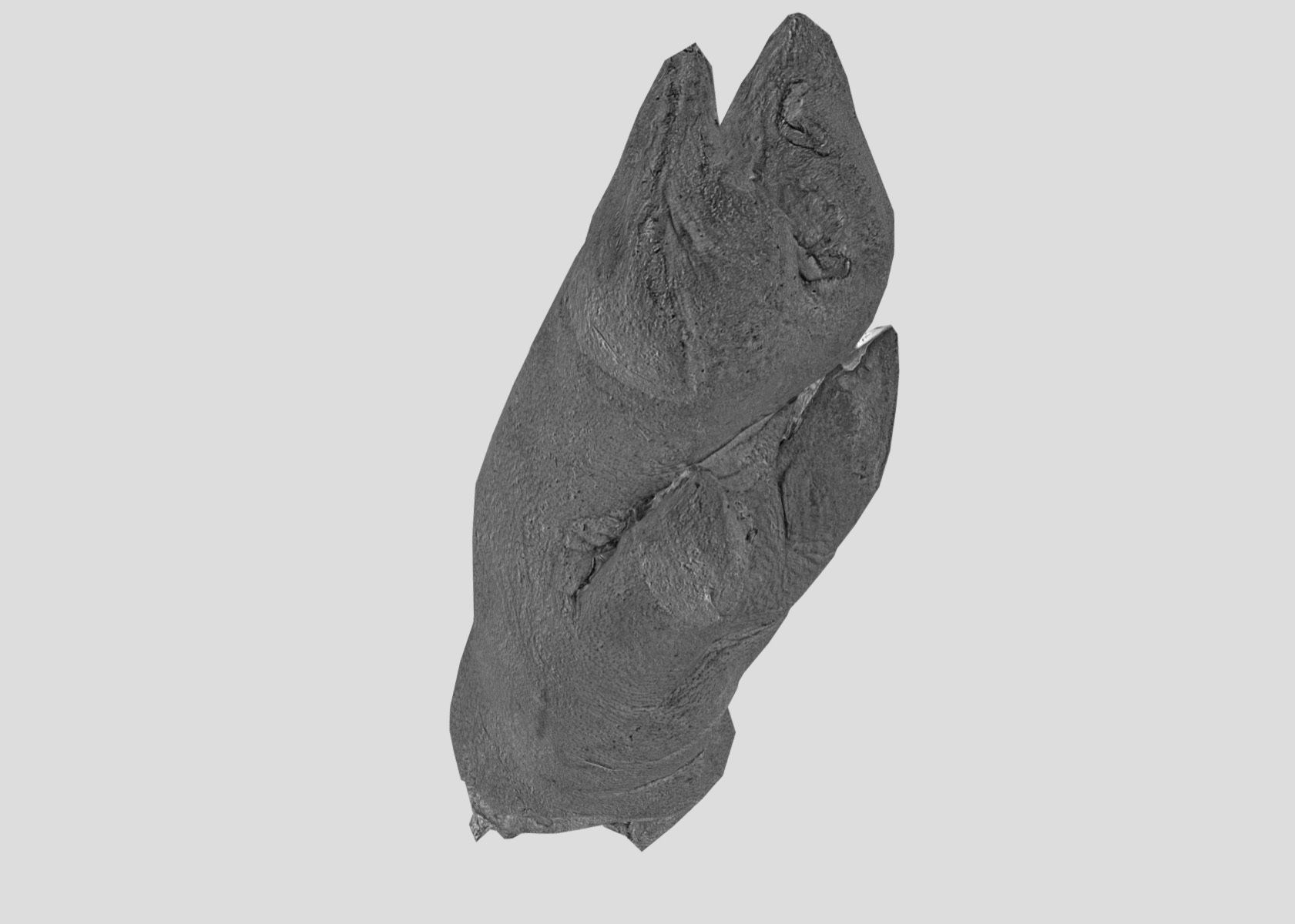 Raw Pigs leg 3D scan Low-poly 3D model_65