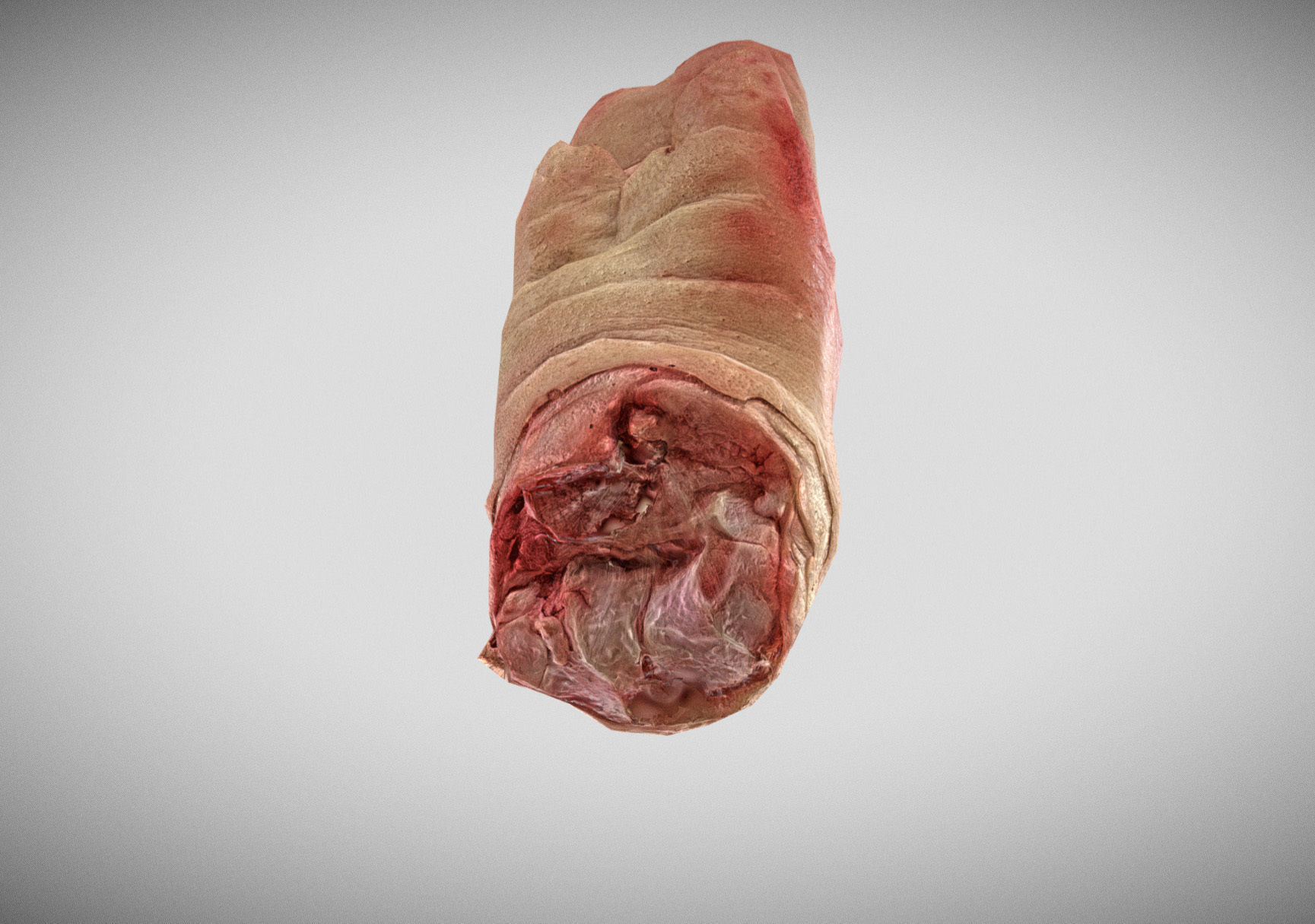 Raw Pigs leg 3D scan Low-poly 3D model_6