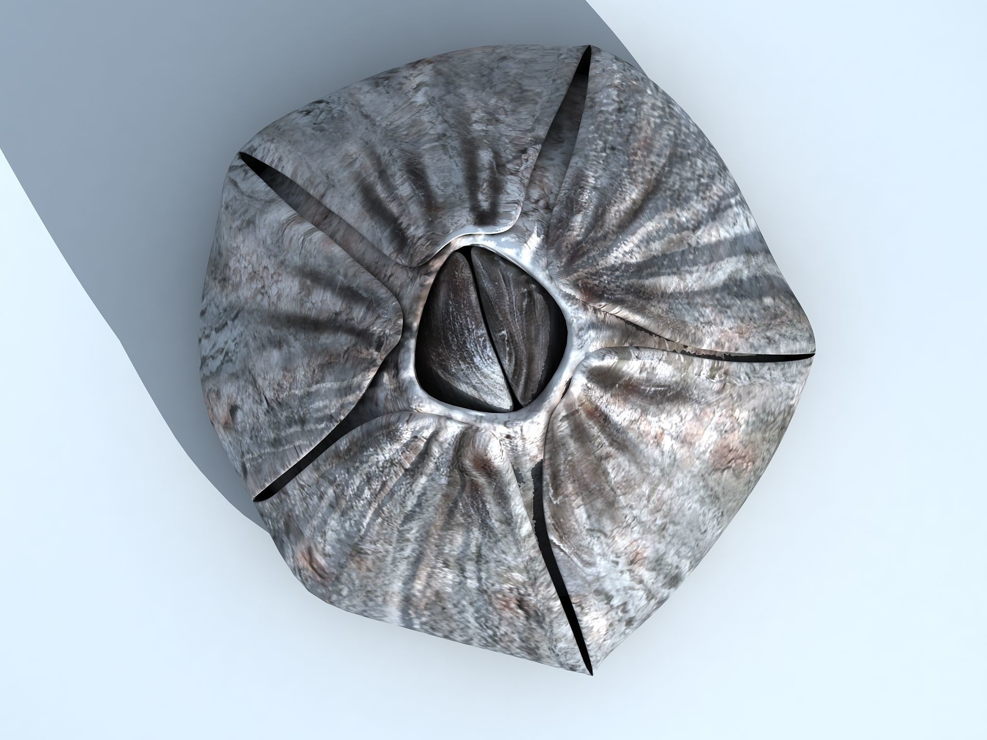 Adult Barnacle Balanus Low-poly 3D model_5