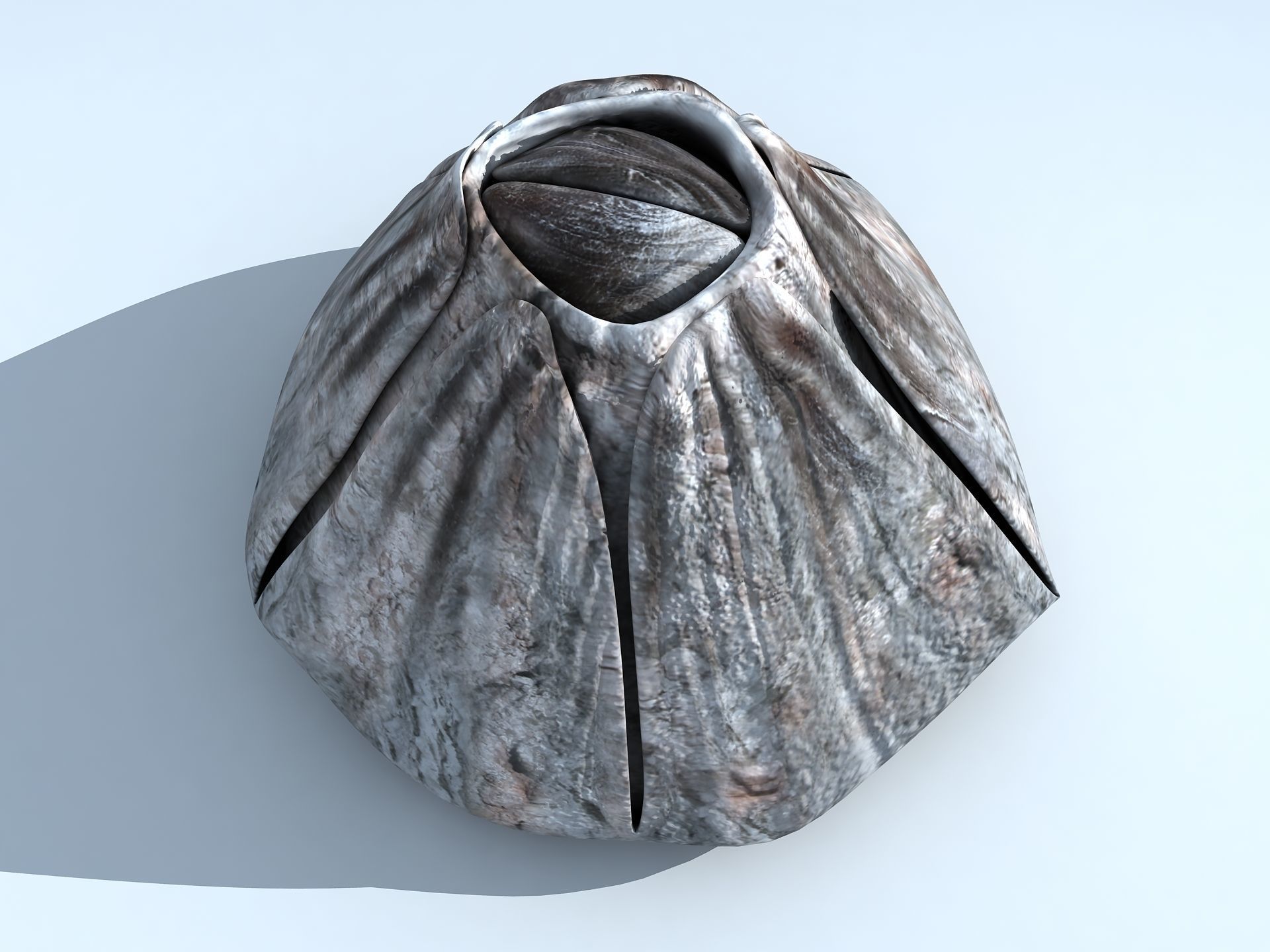 Adult Barnacle Balanus Low-poly 3D model_19