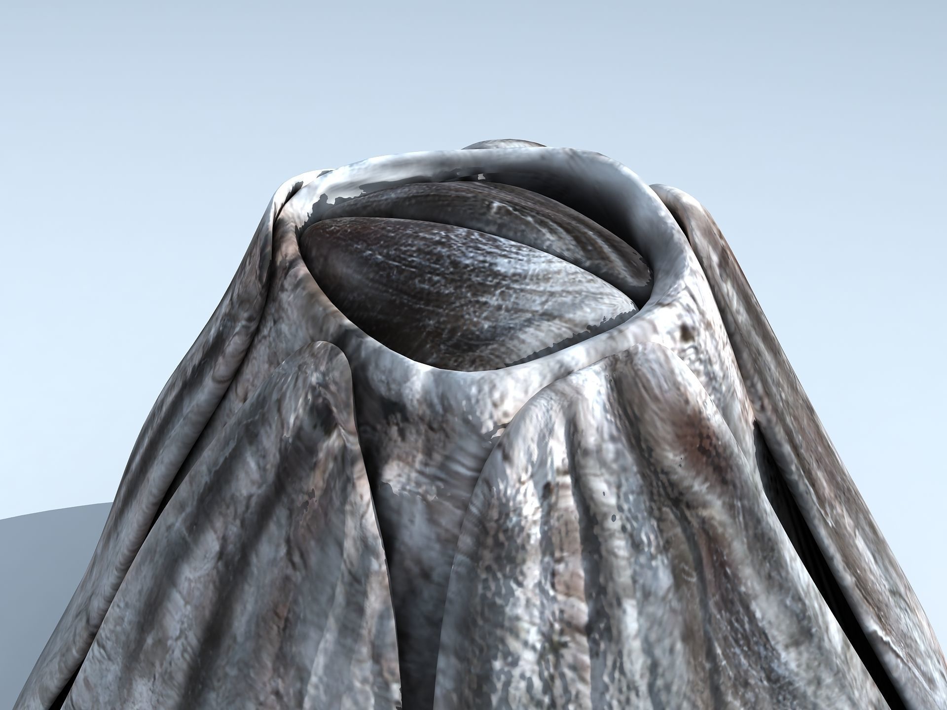 Adult Barnacle Balanus Low-poly 3D model_3