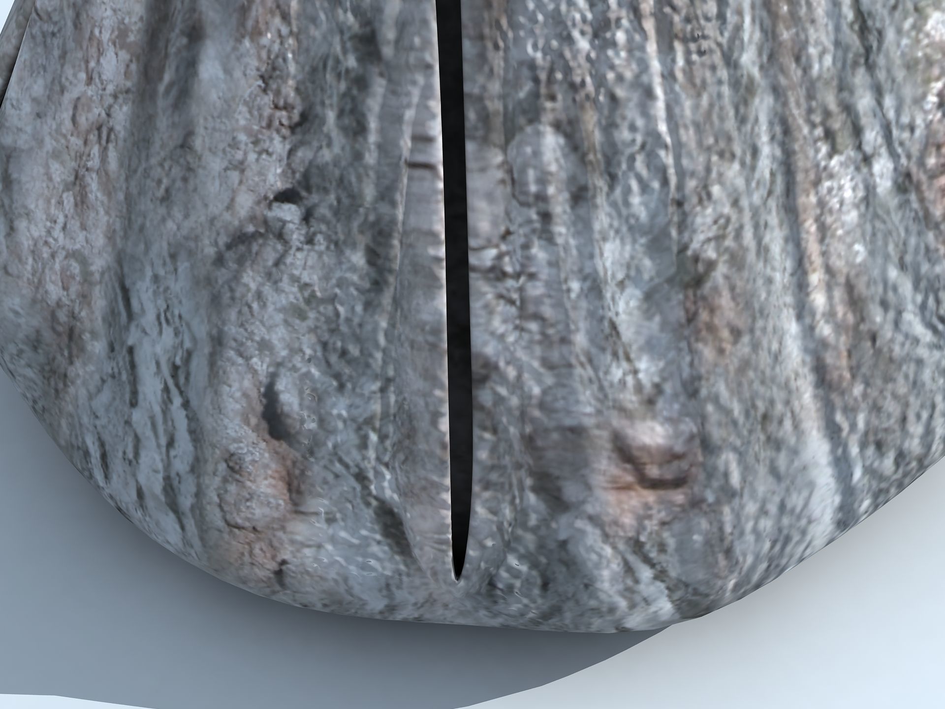 Adult Barnacle Balanus Low-poly 3D model_13