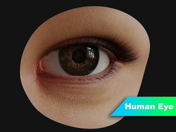 Human Eye with Eyelids 3D model