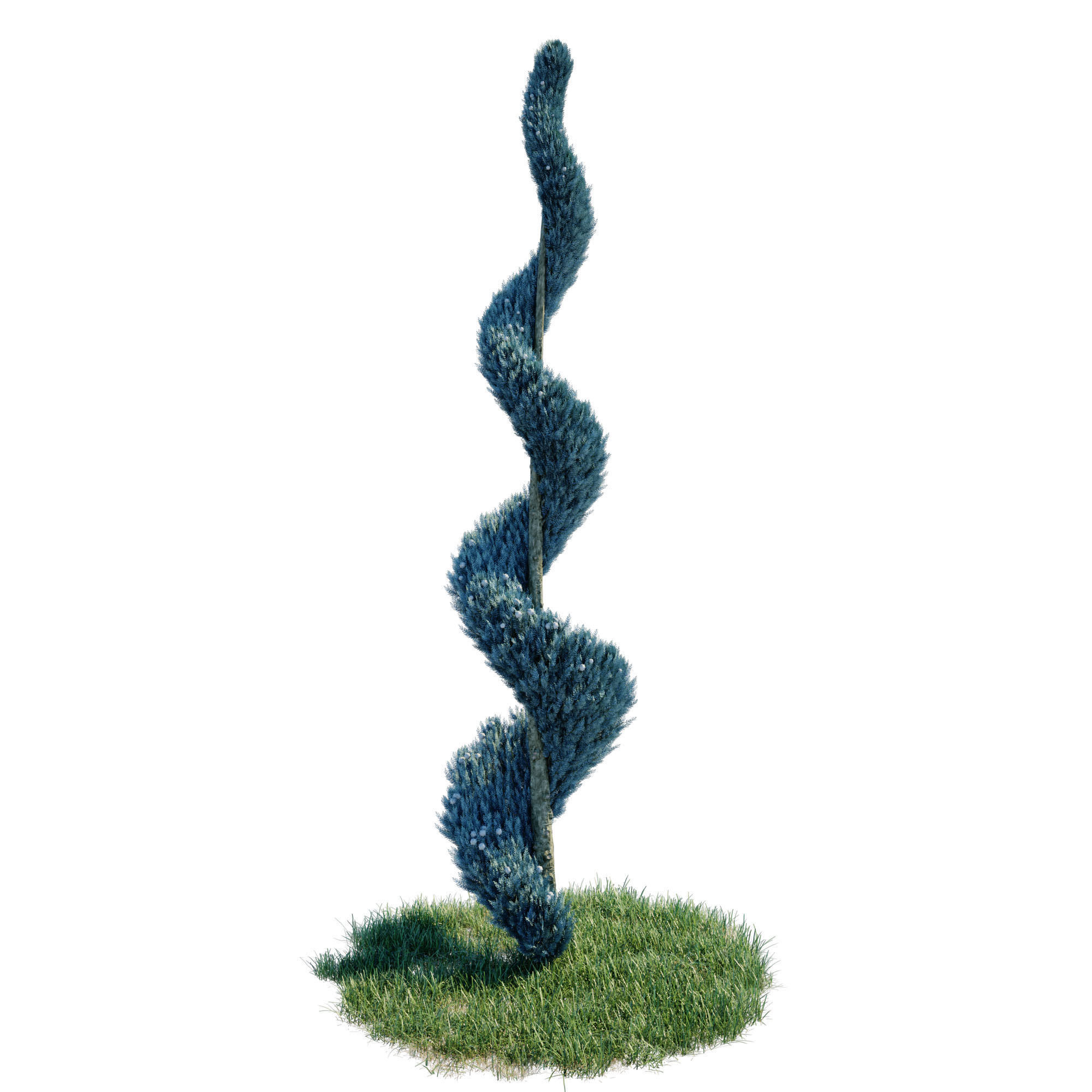 Cypress - Cupressus Arizonica Spiral 3D model_3