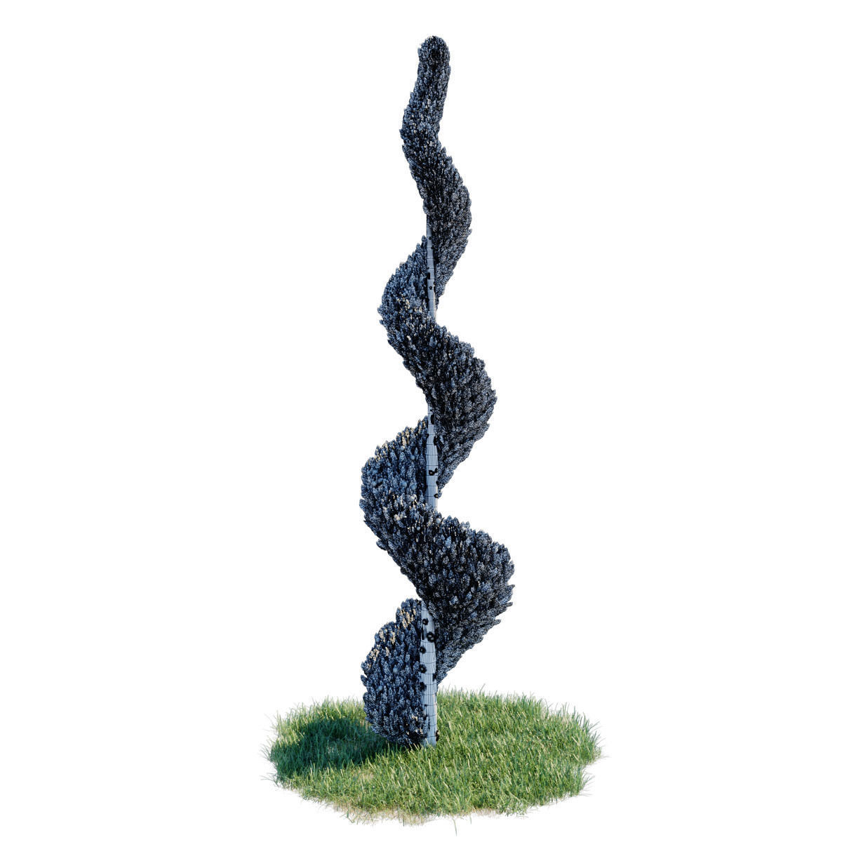 Cypress - Cupressus Arizonica Spiral 3D model_6