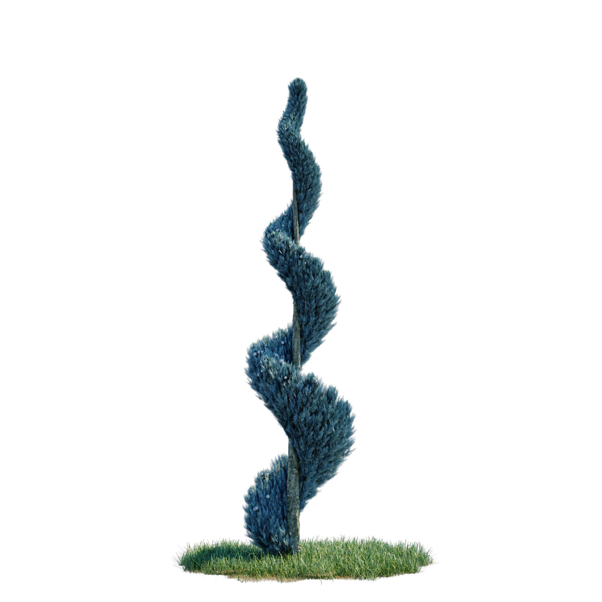 Cypress - Cupressus Arizonica Spiral 3D model_2