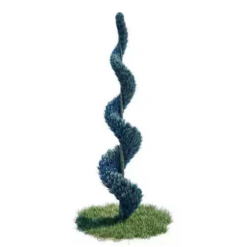 Cypress - Cupressus Arizonica Spiral 3D model