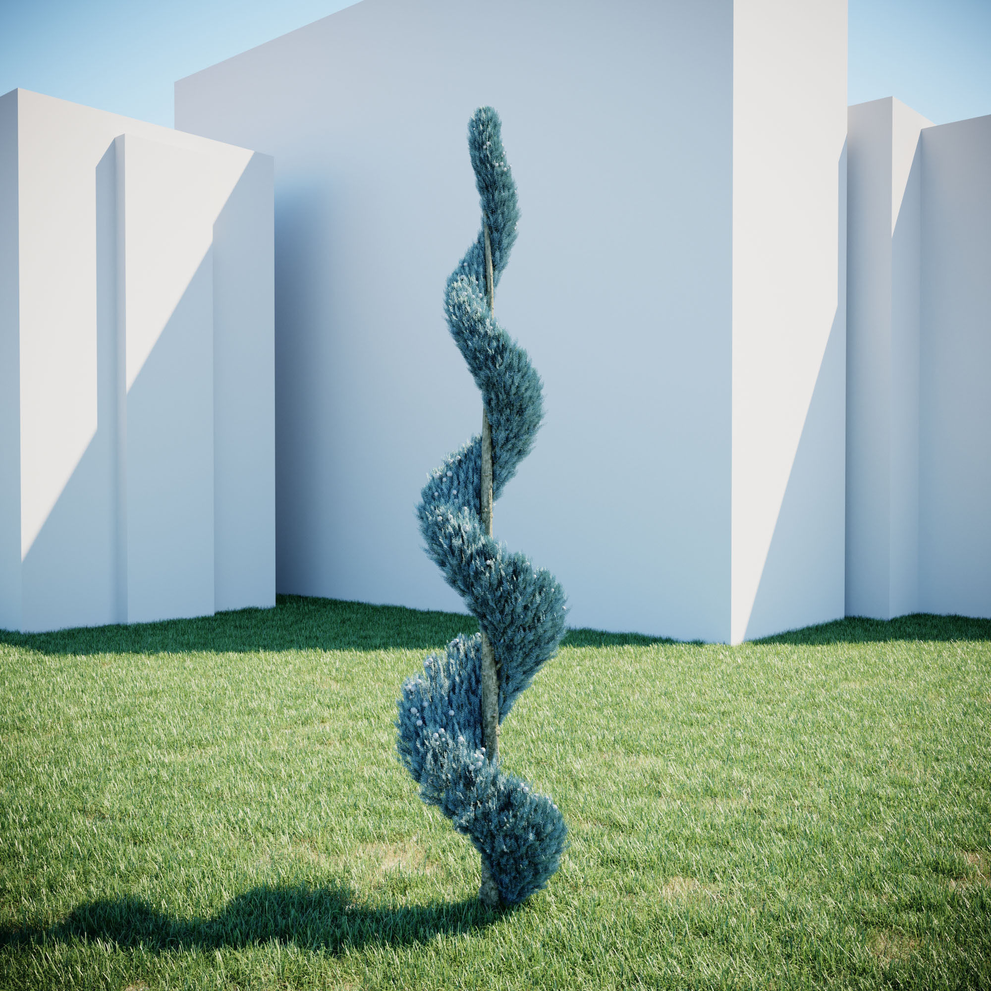 Cypress - Cupressus Arizonica Spiral 3D model_5