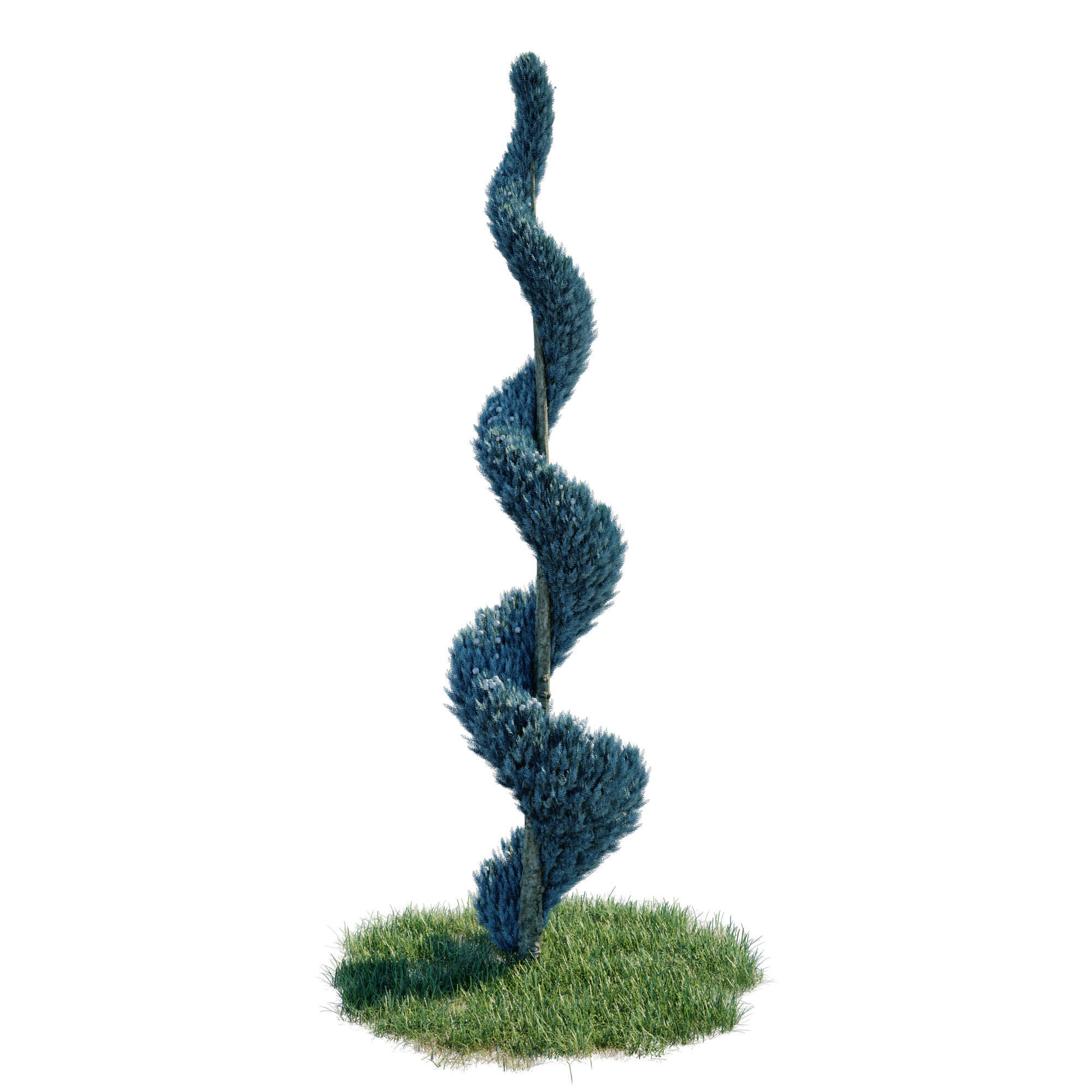 Cypress - Cupressus Arizonica Spiral 3D model_4