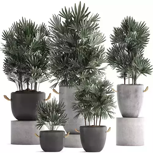 Collection of exotic palm trees in concrete pots 414