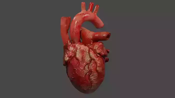 Human Heart Animated Low-poly 3D model 3D model