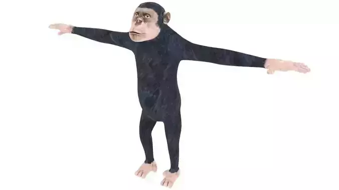Low poly Ape Model chimpanzee Free low-poly 3D model