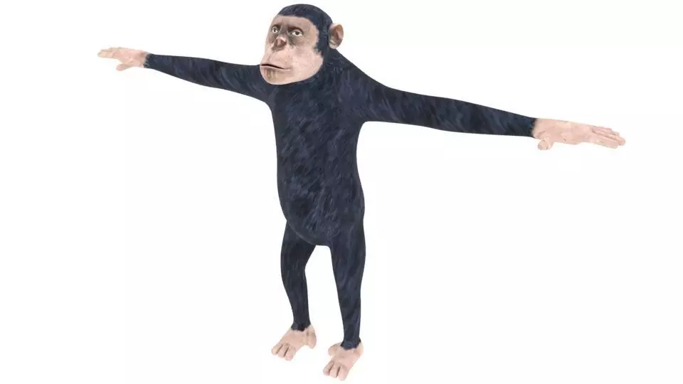 Low poly Ape Model chimpanzee Free low-poly 3D model
