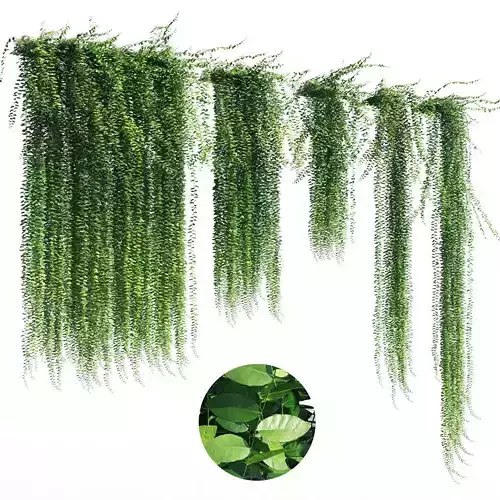Vernonia Elliptica 3D model