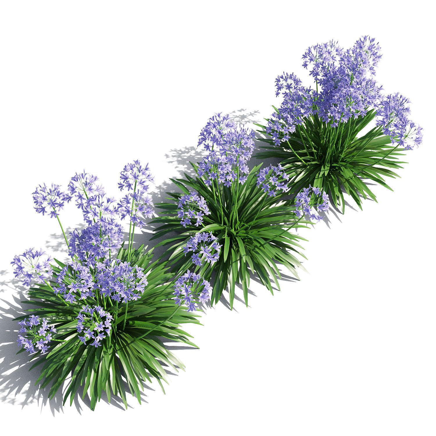 Agapanthus lily of valley 3D model_3