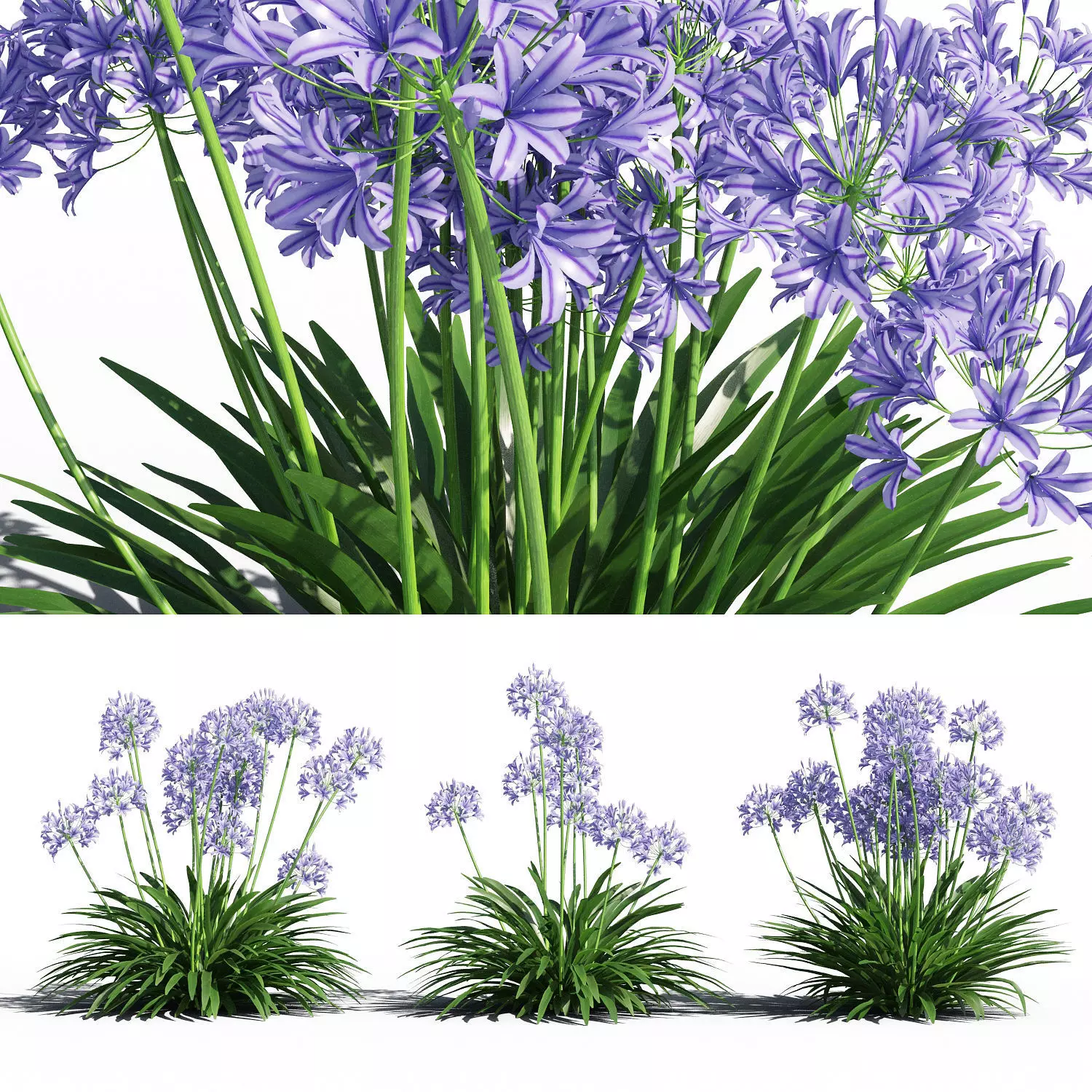 Agapanthus lily of valley 3D model_0