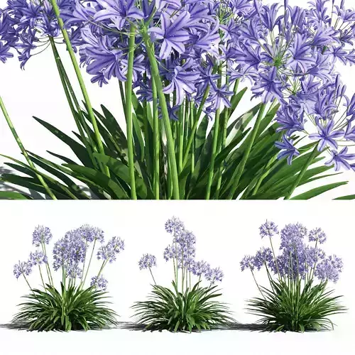 Agapanthus lily of valley
