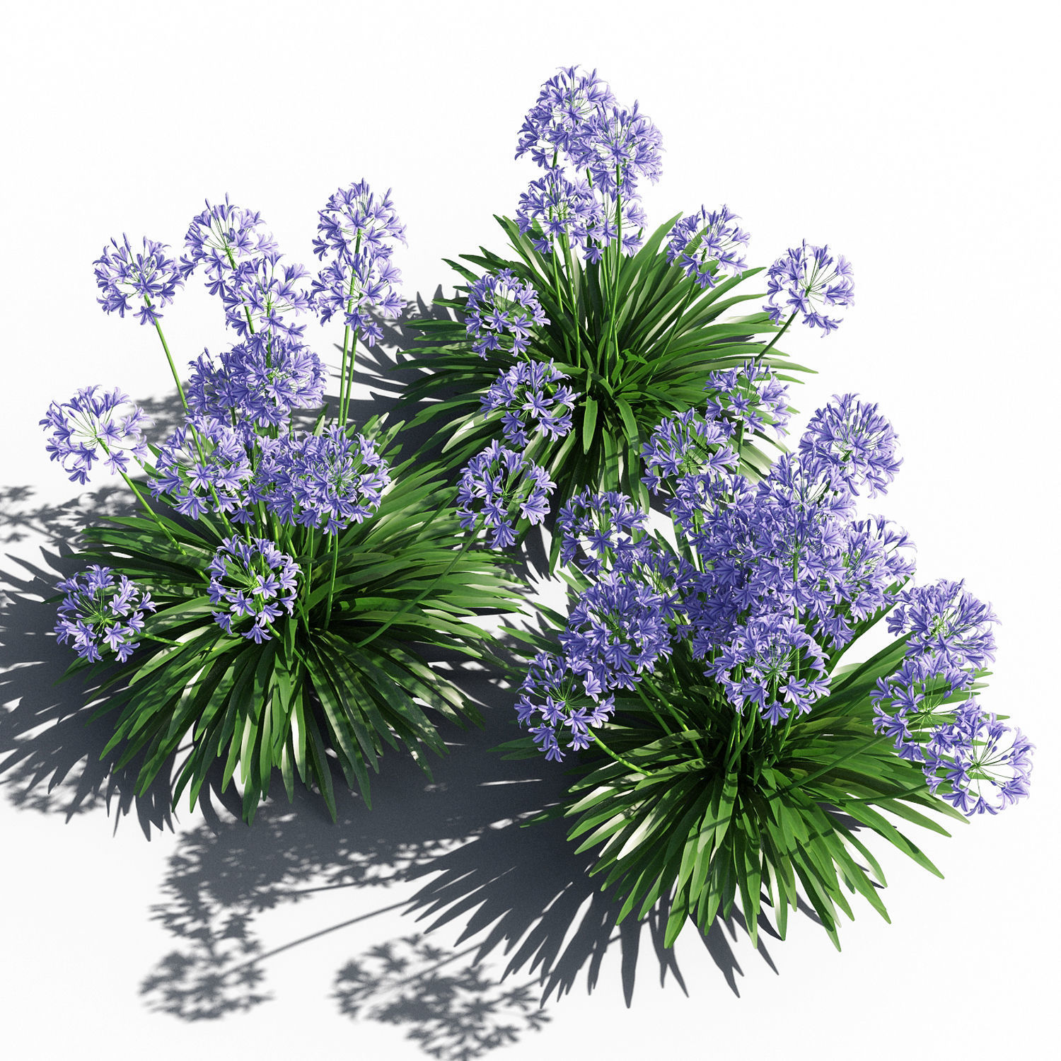 Agapanthus lily of valley 3D model_2