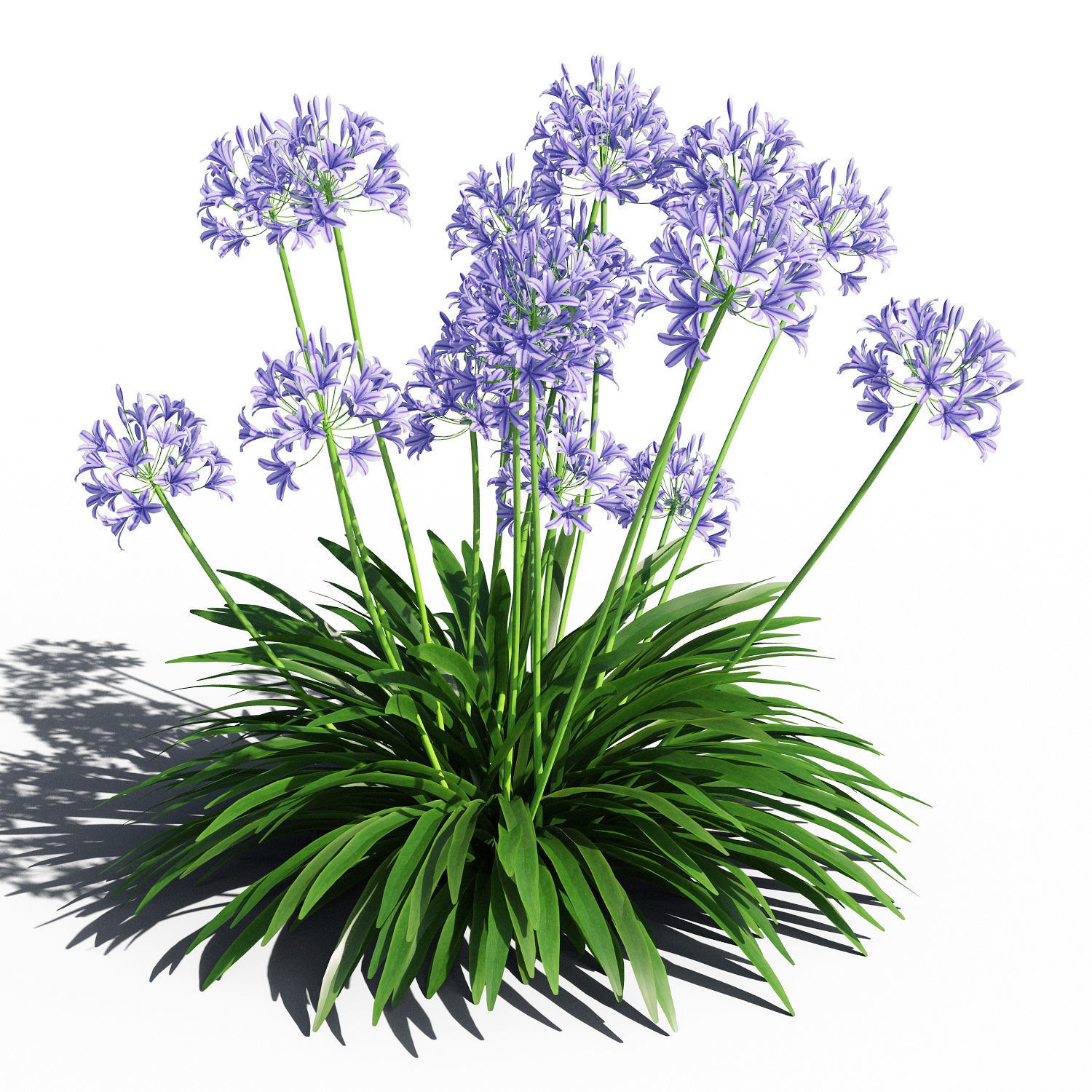 Agapanthus lily of valley 3D model_1