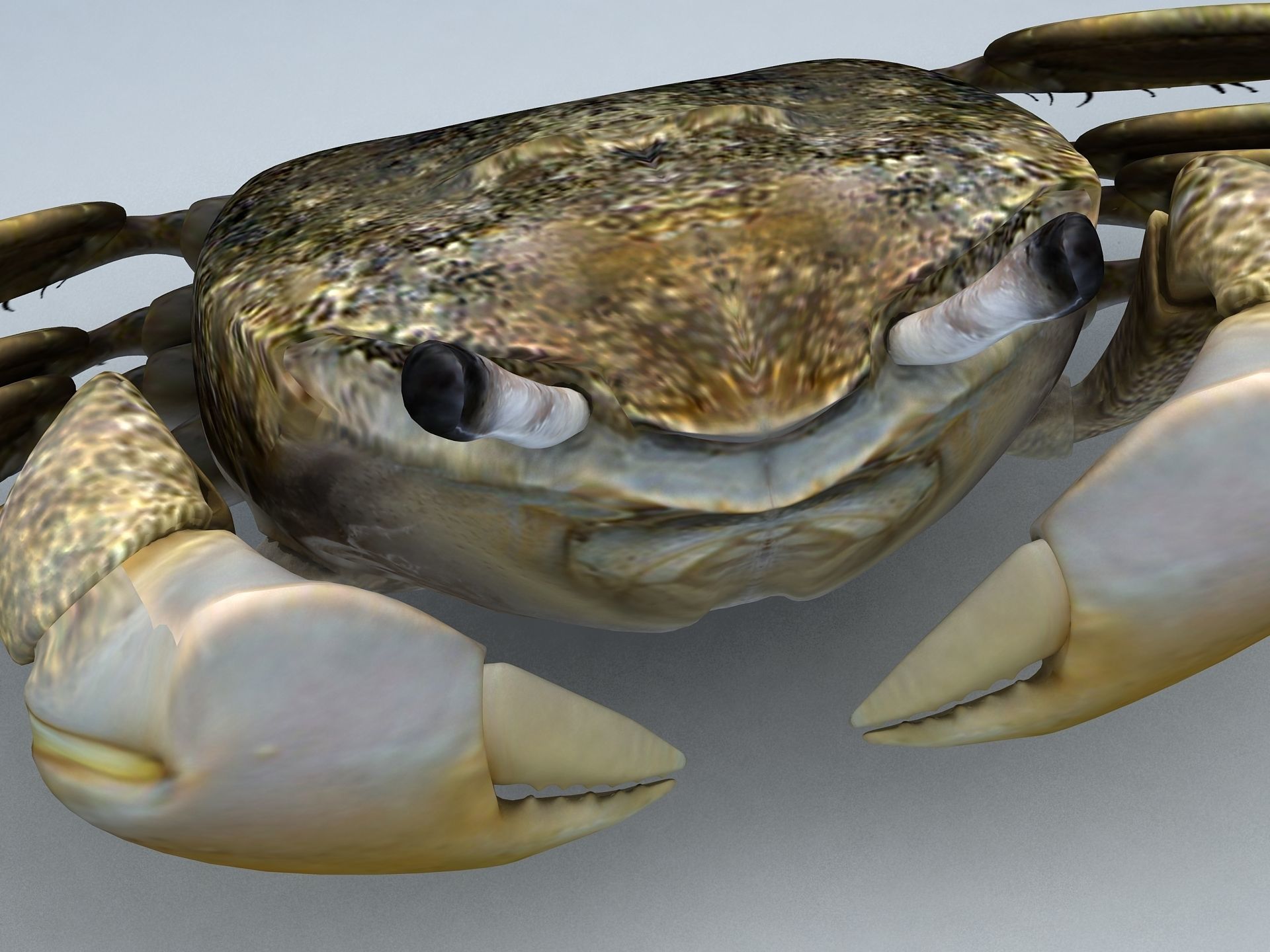 Crab Scopimera globosa Low-poly 3D model_8