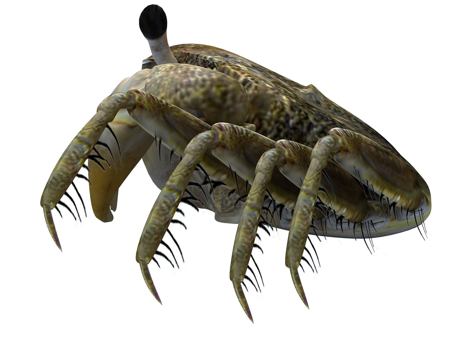 Crab Scopimera globosa Low-poly 3D model_12