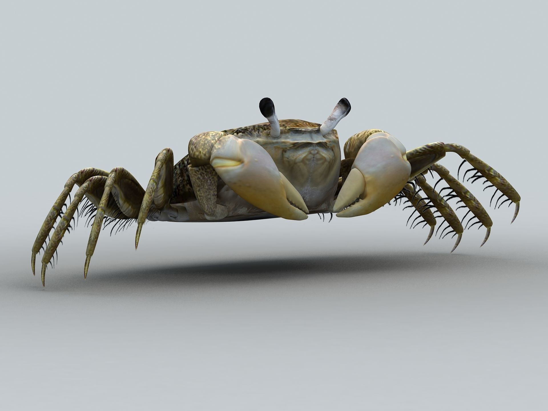 Crab Scopimera globosa Low-poly 3D model_23