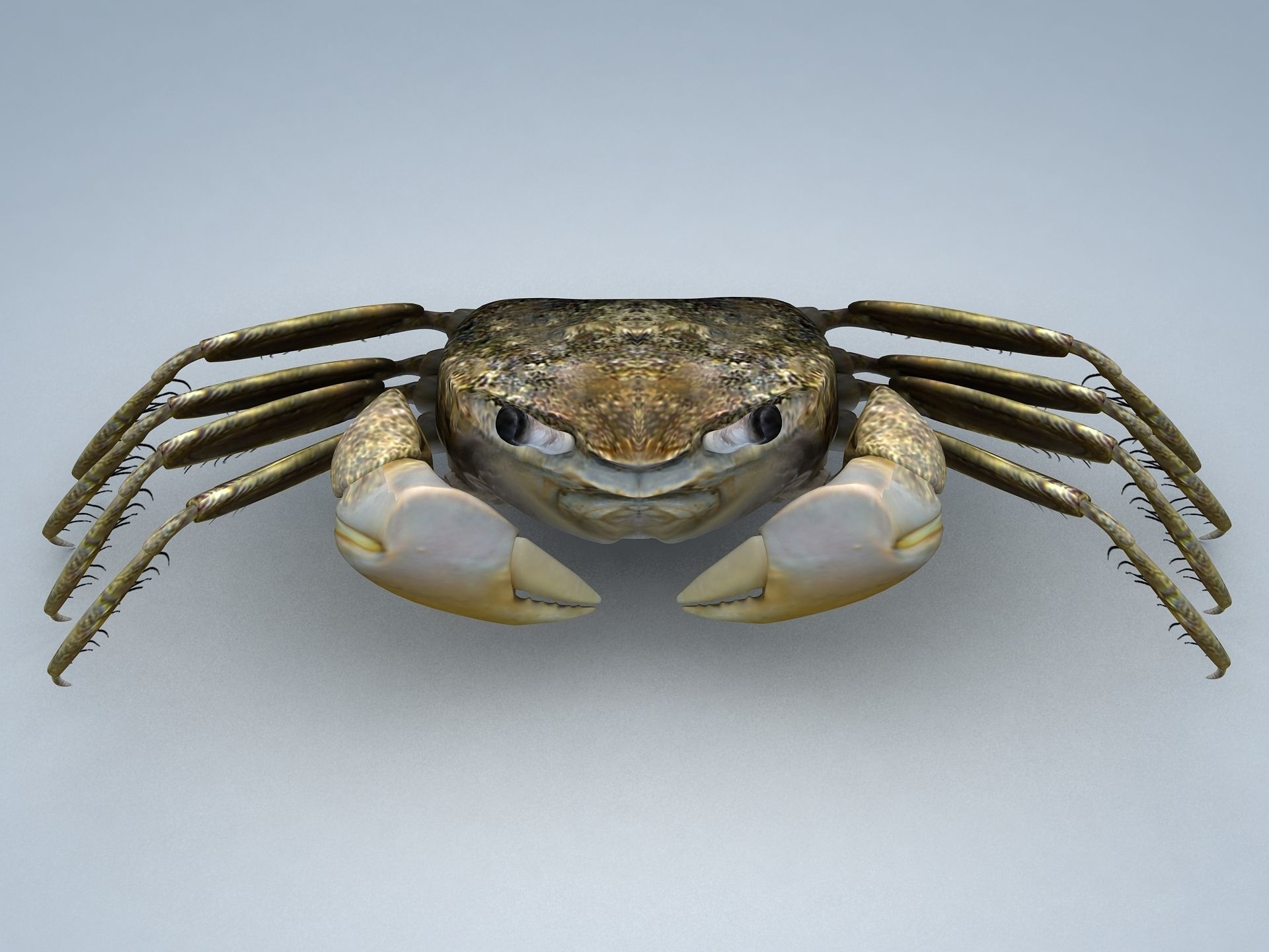 Crab Scopimera globosa Low-poly 3D model_10