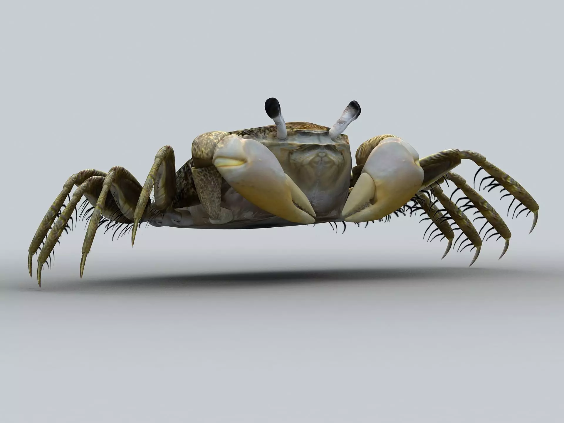 Crab Scopimera globosa Low-poly 3D model_0