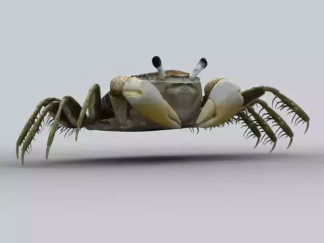 Crab Scopimera globosa Low-poly 3D model