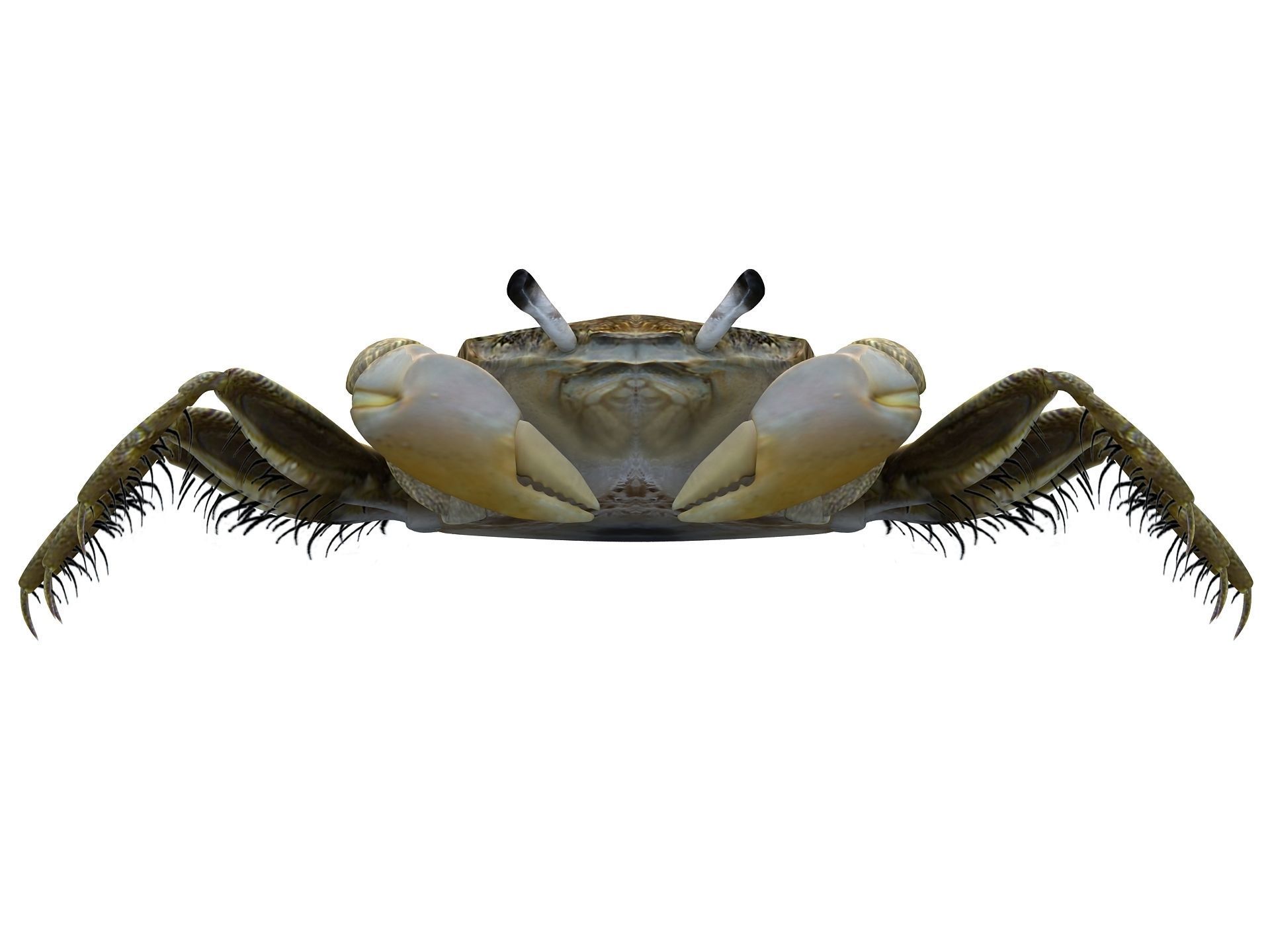 Crab Scopimera globosa Low-poly 3D model_13