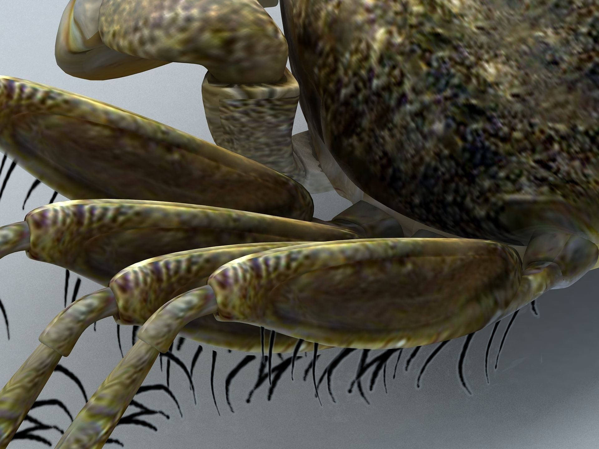 Crab Scopimera globosa Low-poly 3D model_5