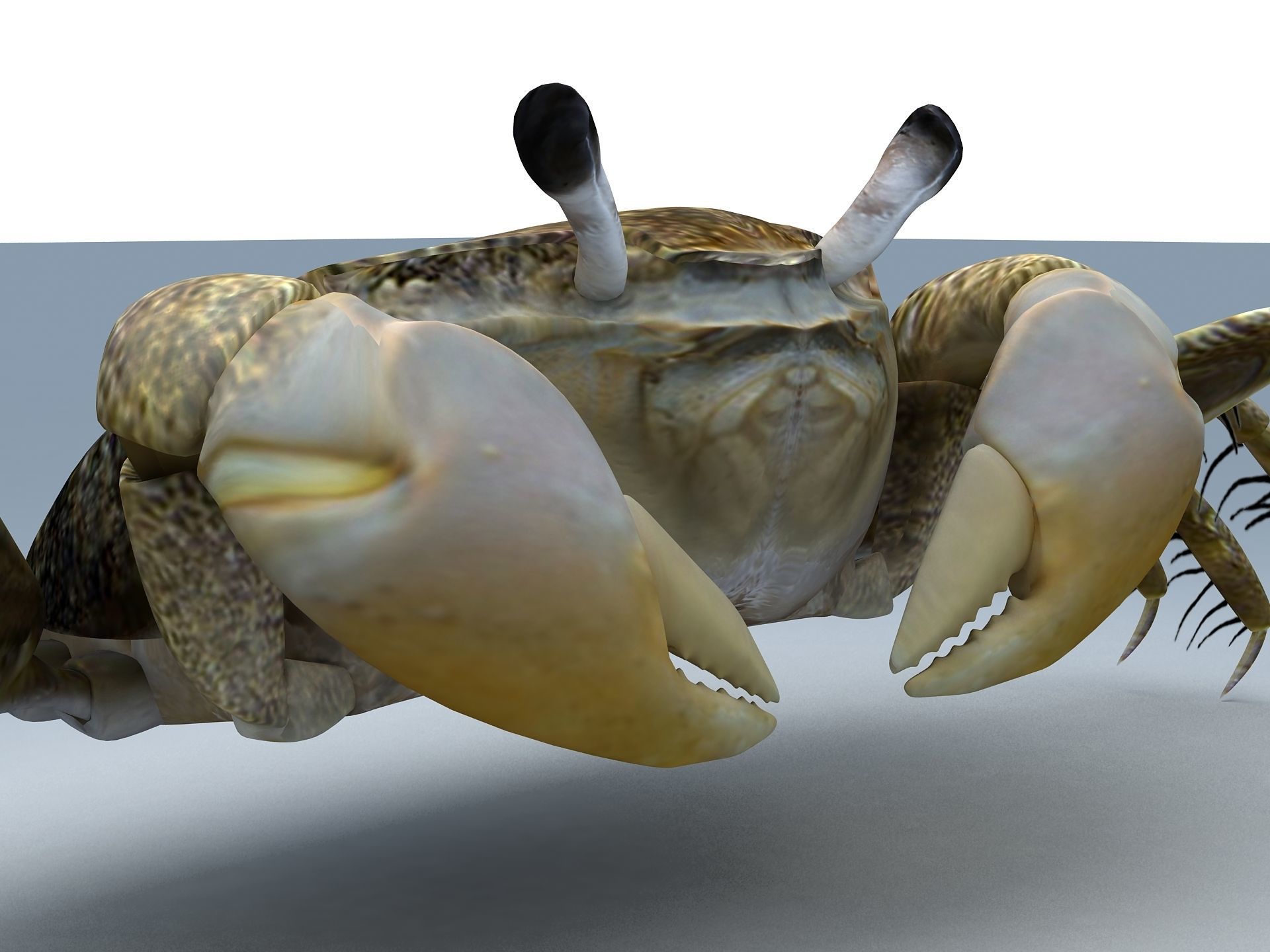 Crab Scopimera globosa Low-poly 3D model_9