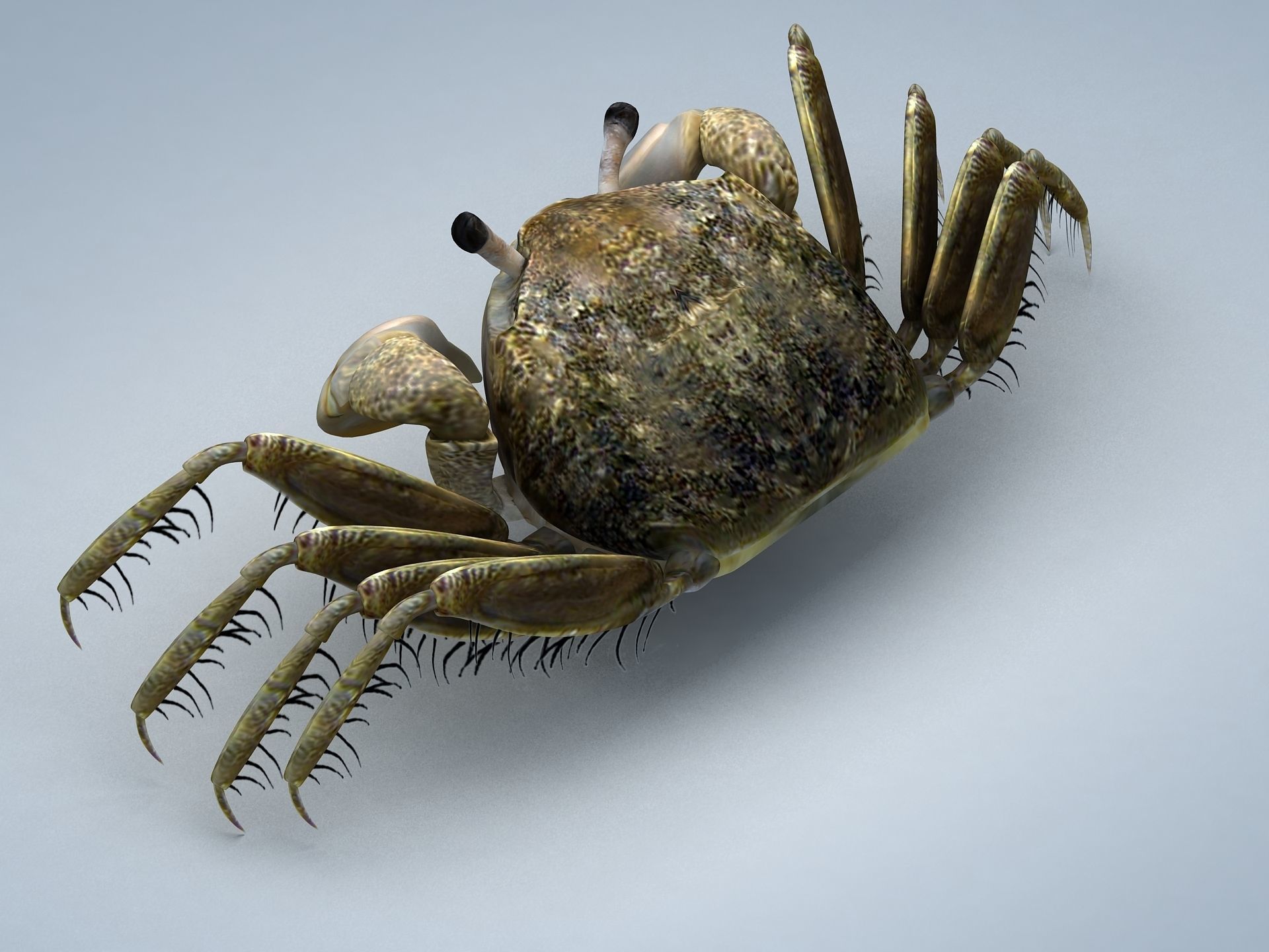 Crab Scopimera globosa Low-poly 3D model_4