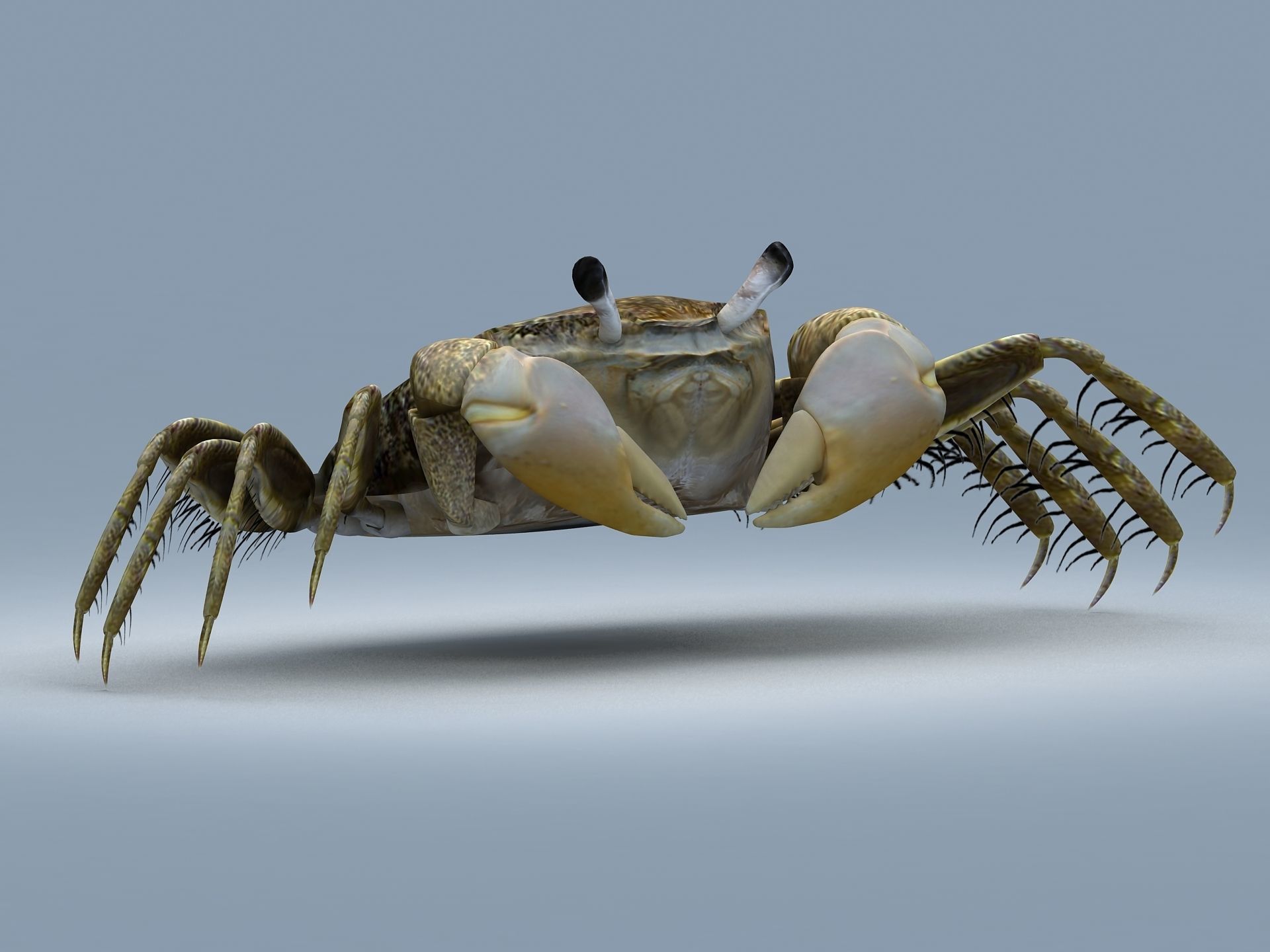 Crab Scopimera globosa Low-poly 3D model_1