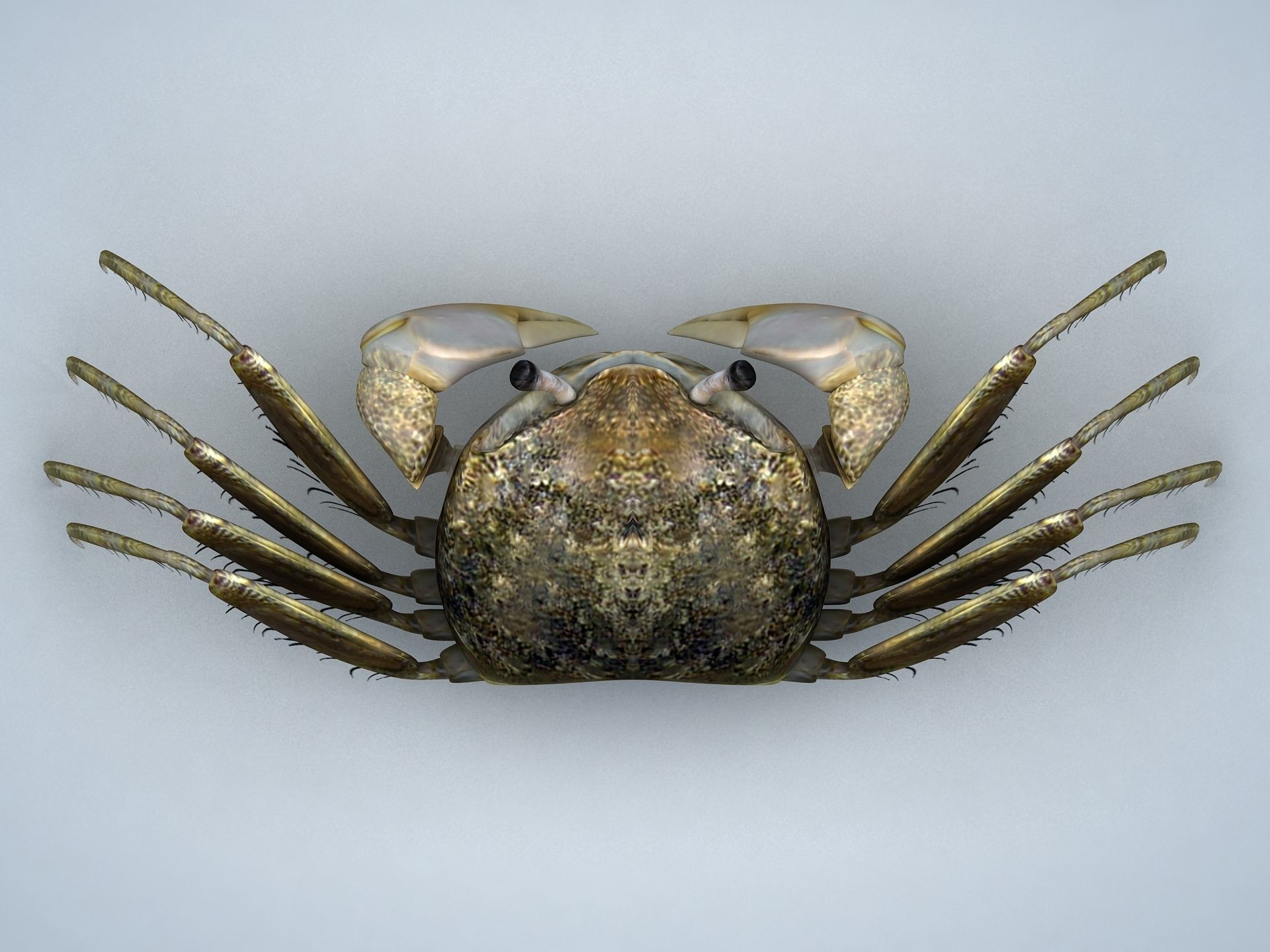 Crab Scopimera globosa Low-poly 3D model_11