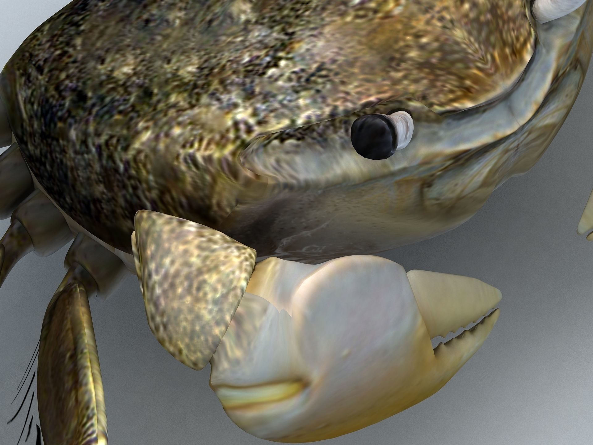 Crab Scopimera globosa Low-poly 3D model_6