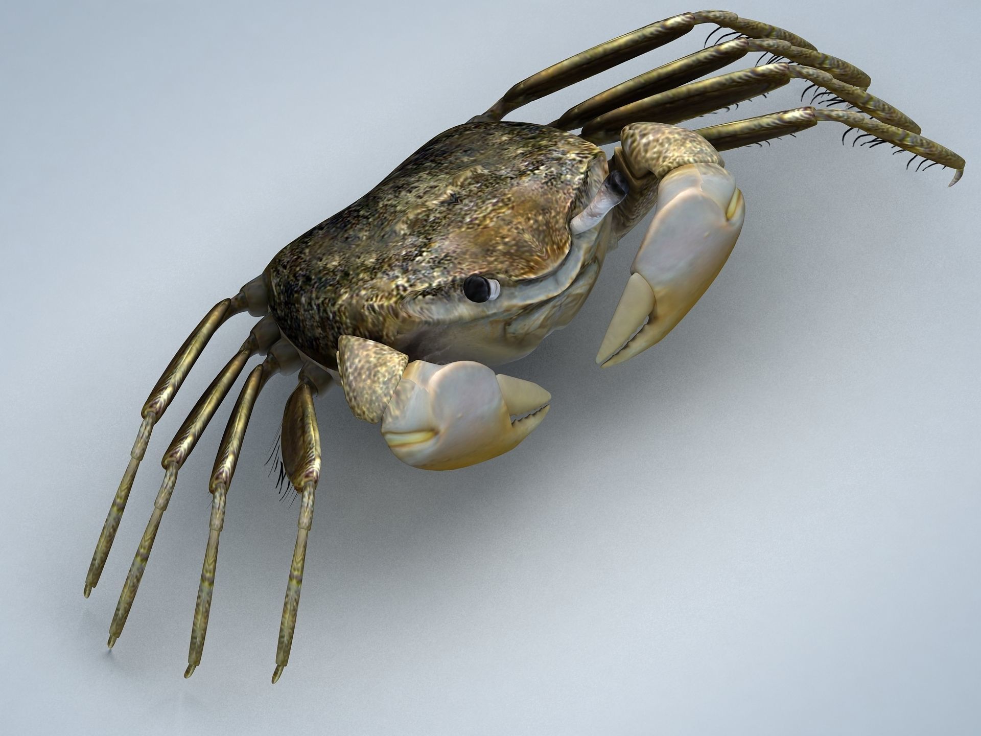 Crab Scopimera globosa Low-poly 3D model_2