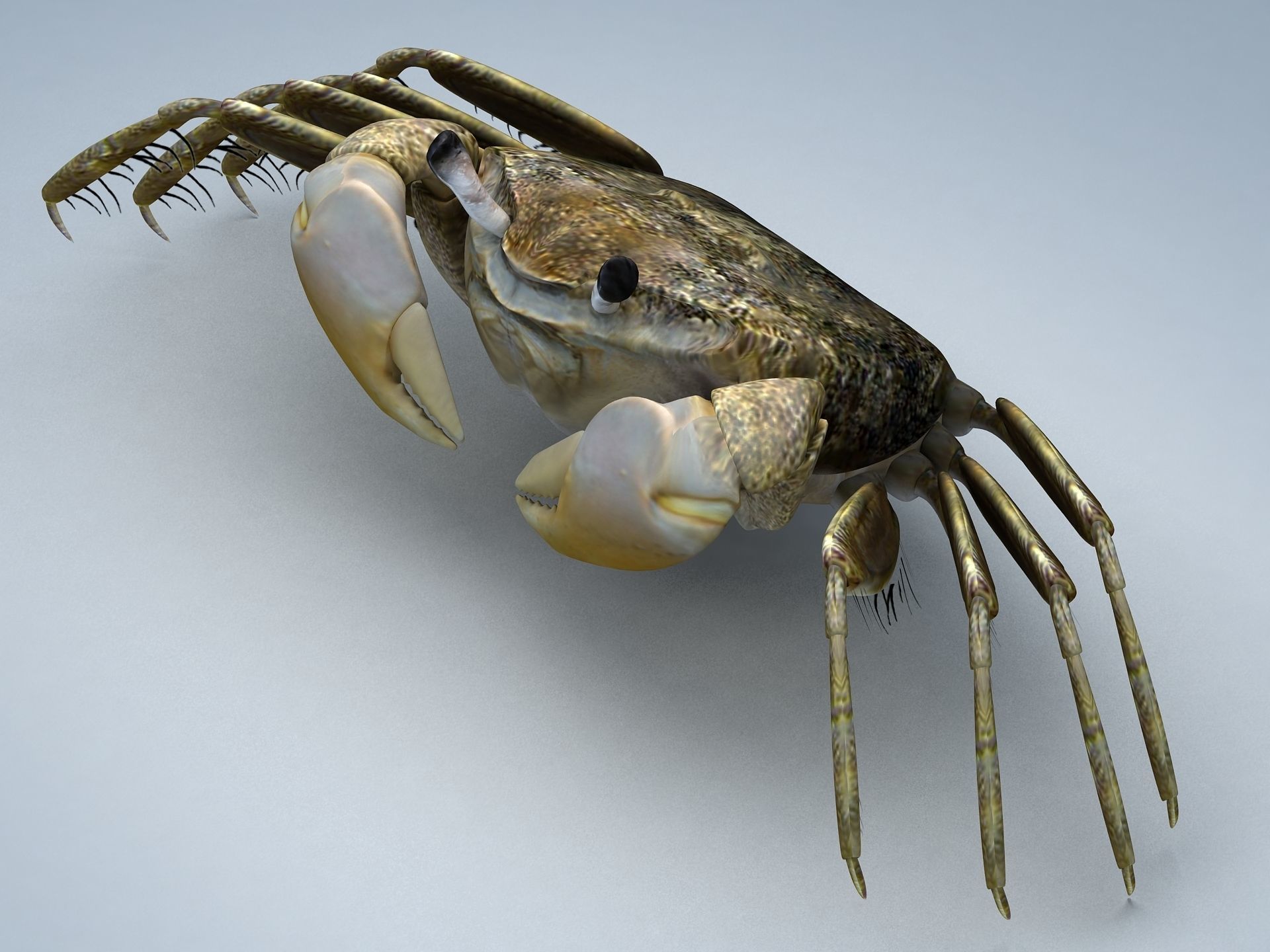 Crab Scopimera globosa Low-poly 3D model_3