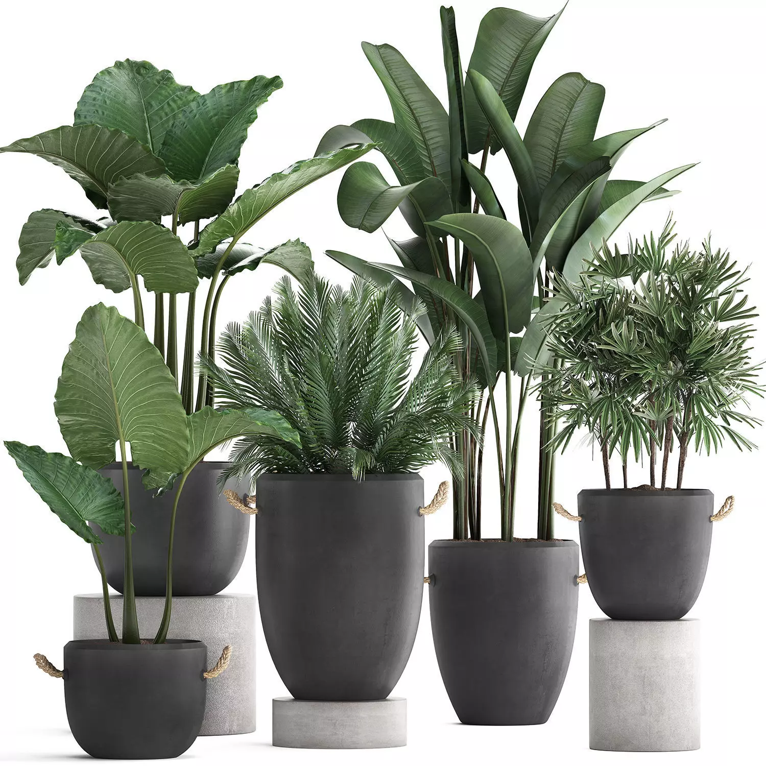 Collection of exotic palm trees in concrete pots 415 3D model_0