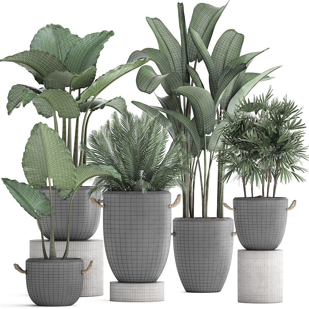 Collection of exotic palm trees in concrete pots 415 3D model_7