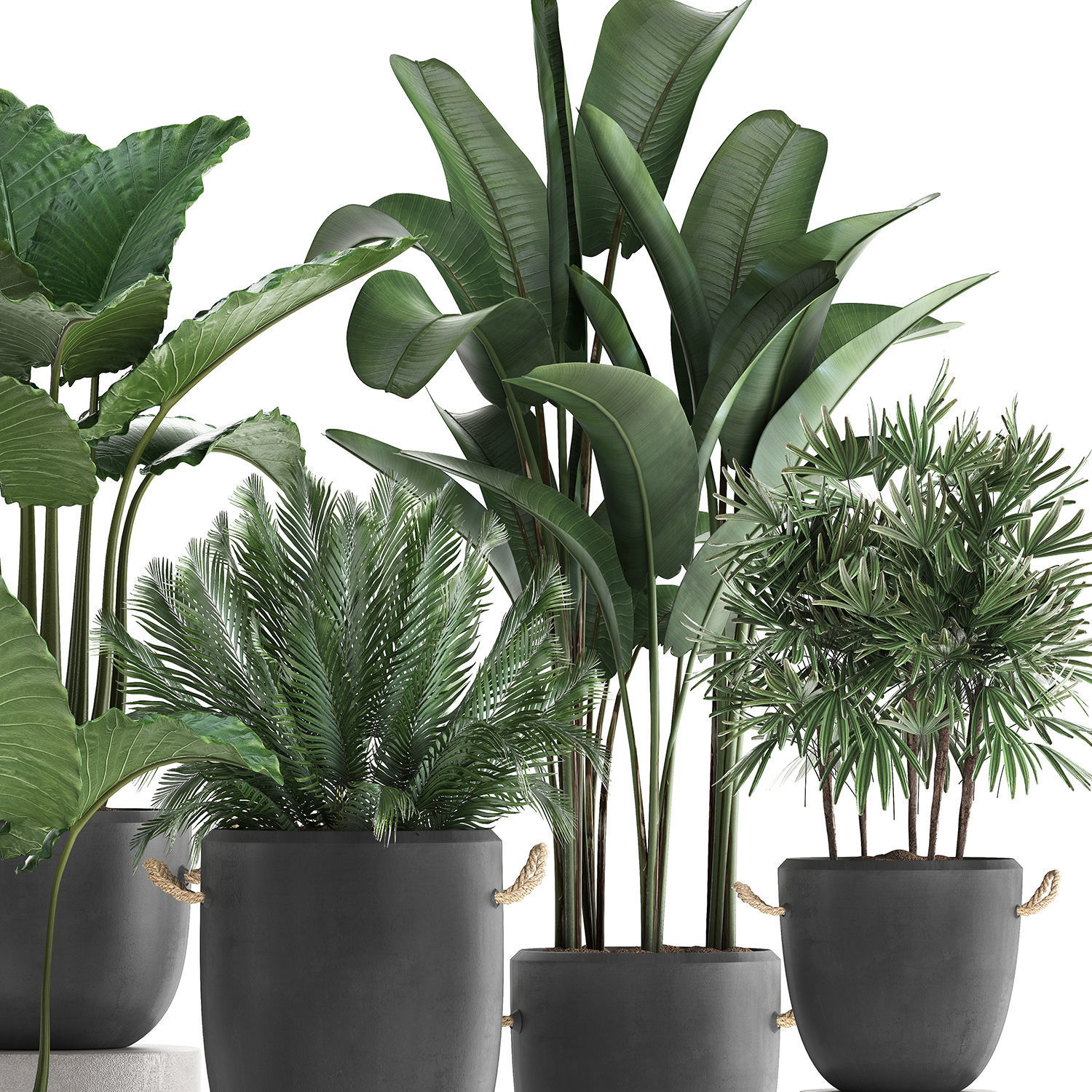 Collection of exotic palm trees in concrete pots 415 3D model_2
