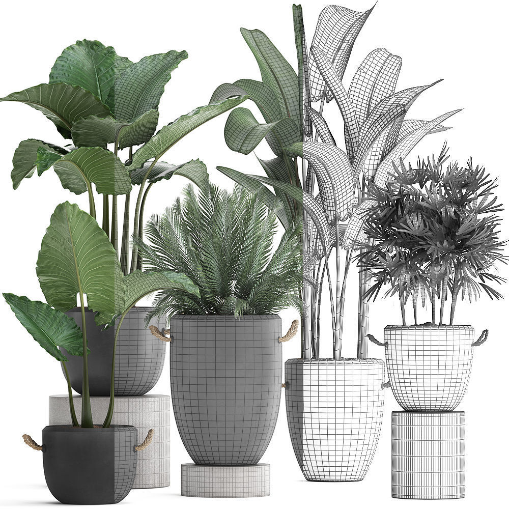 Collection of exotic palm trees in concrete pots 415 3D model_6