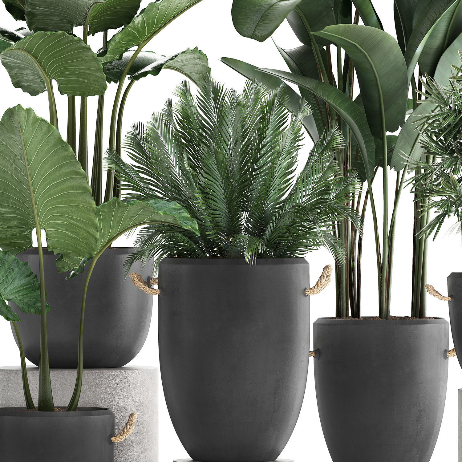 Collection of exotic palm trees in concrete pots 415 3D model_1