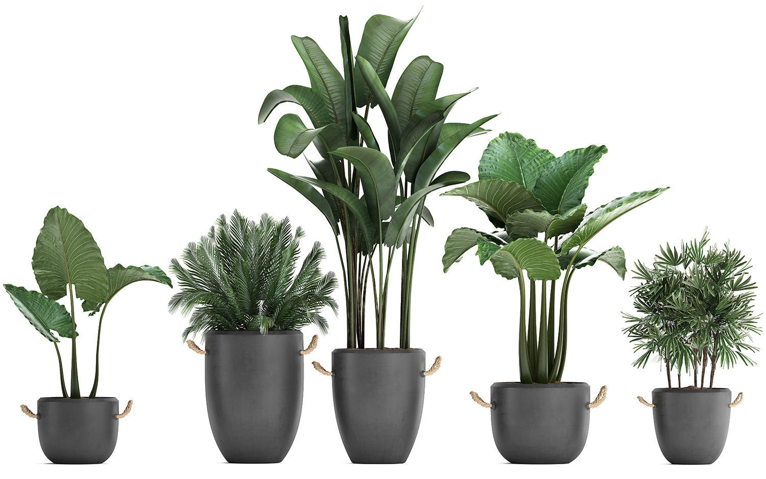 Collection of exotic palm trees in concrete pots 415 3D model_4