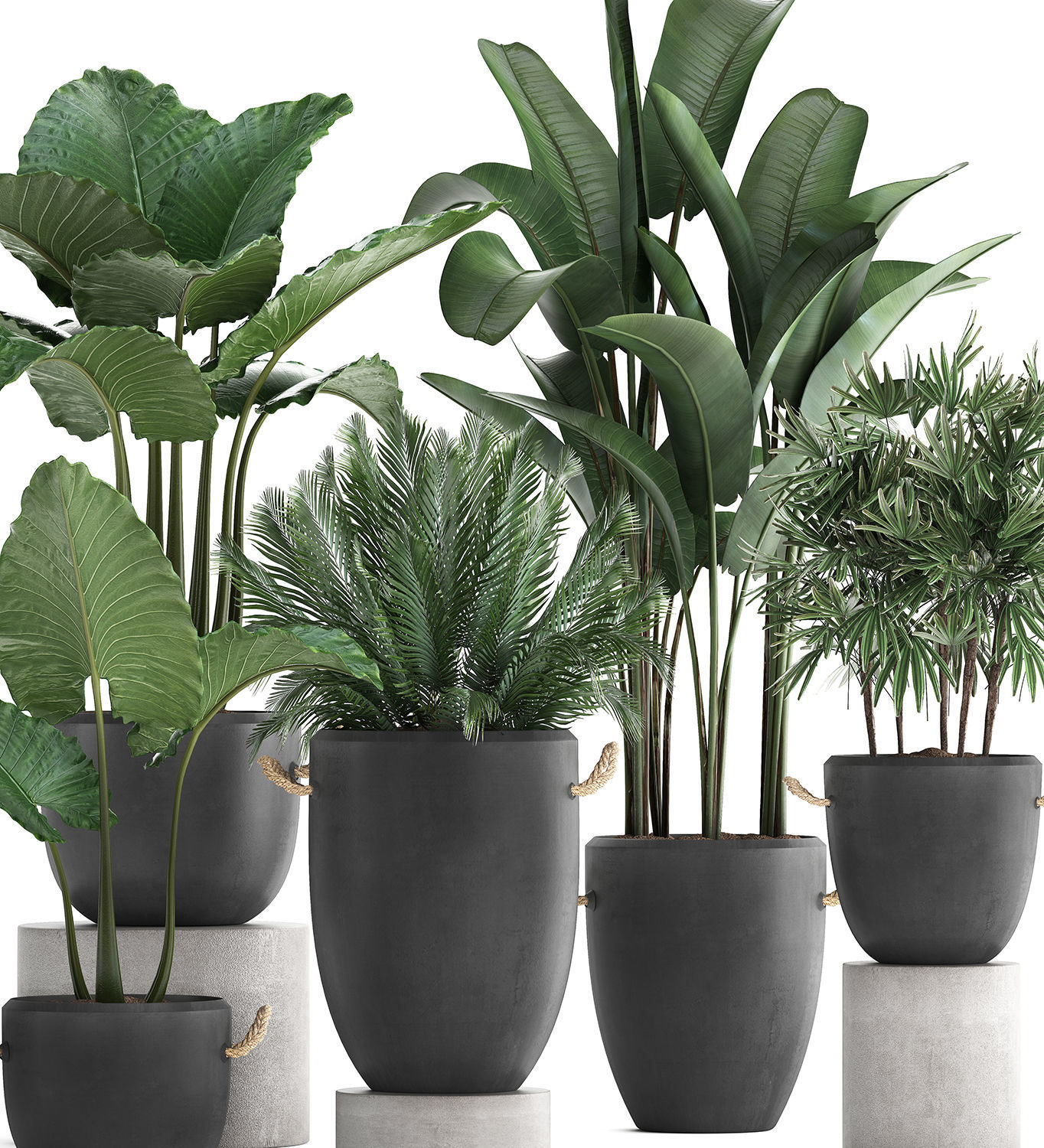 Collection of exotic palm trees in concrete pots 415 3D model_3