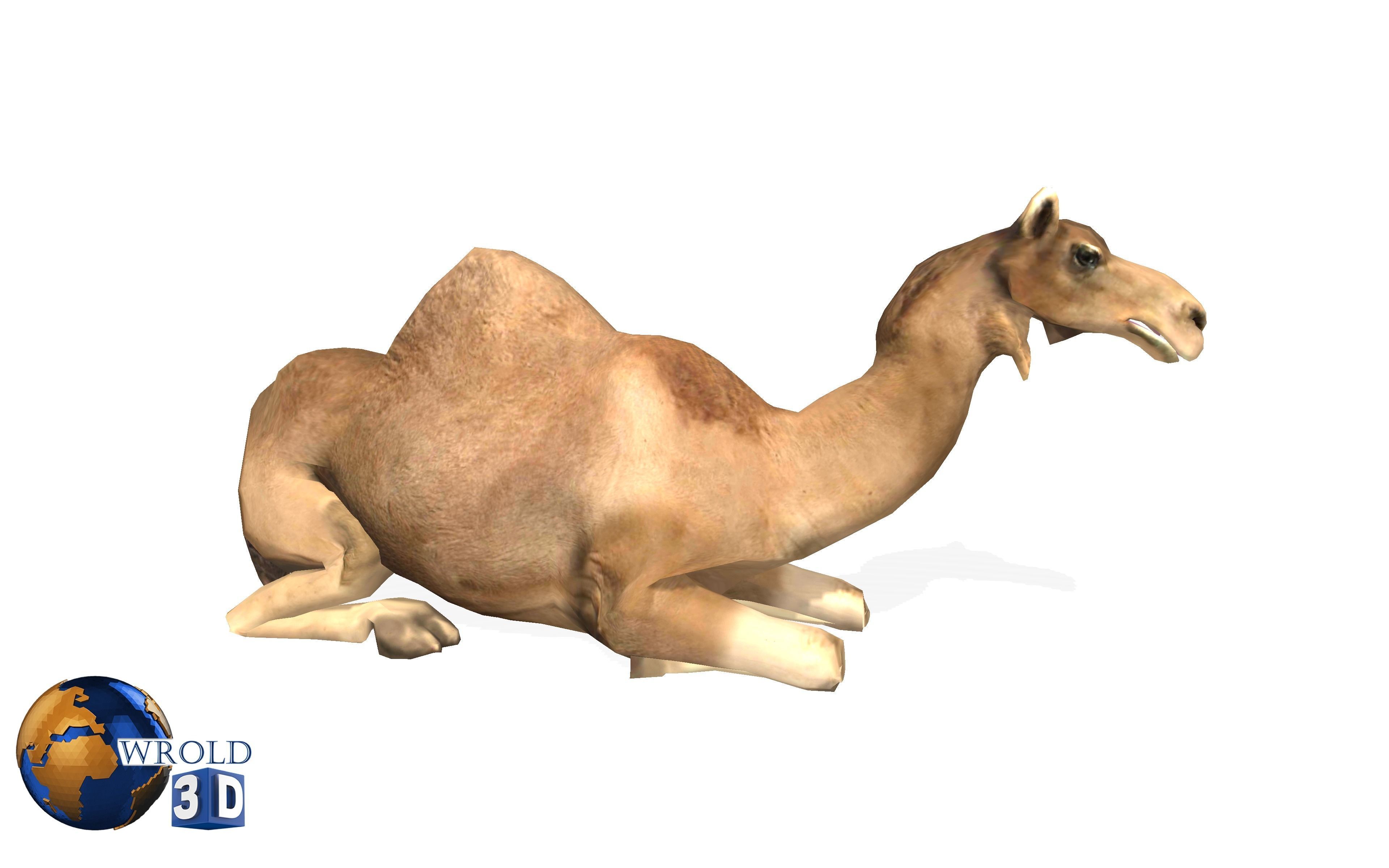 Camel Rigged Animated Lowpoly 3d model Low-poly 3D model_3