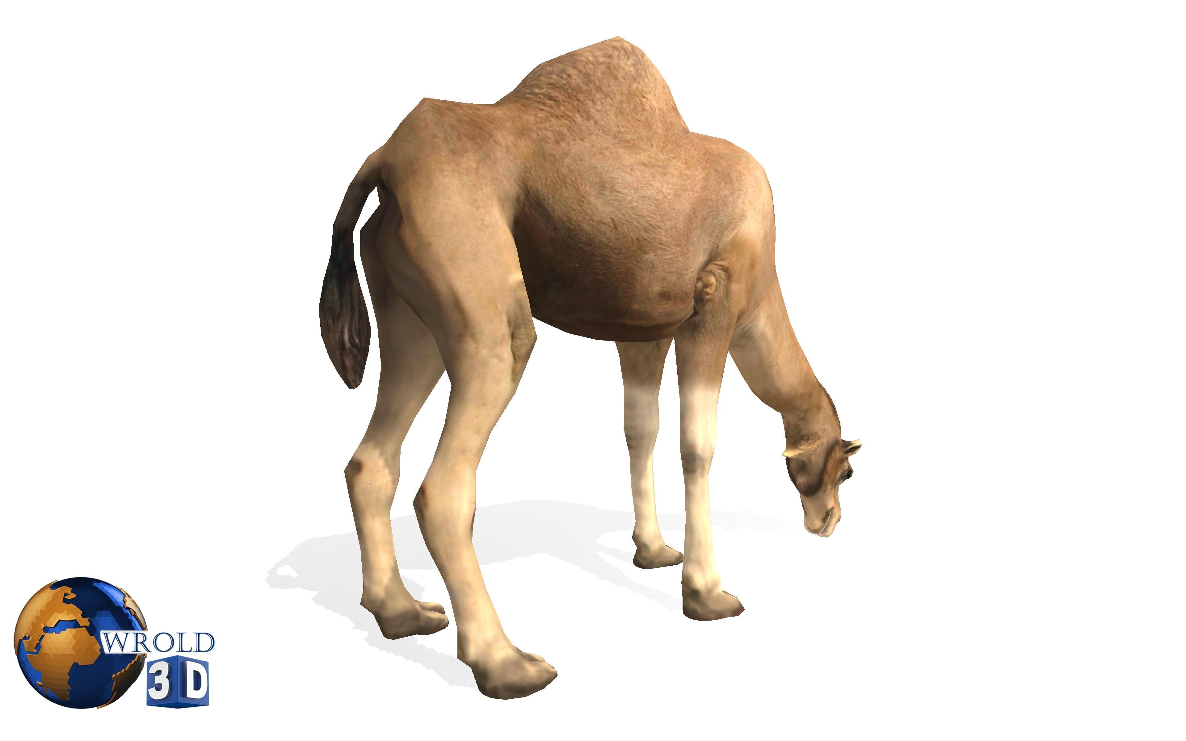 Camel Rigged Animated Lowpoly 3d model Low-poly 3D model_2
