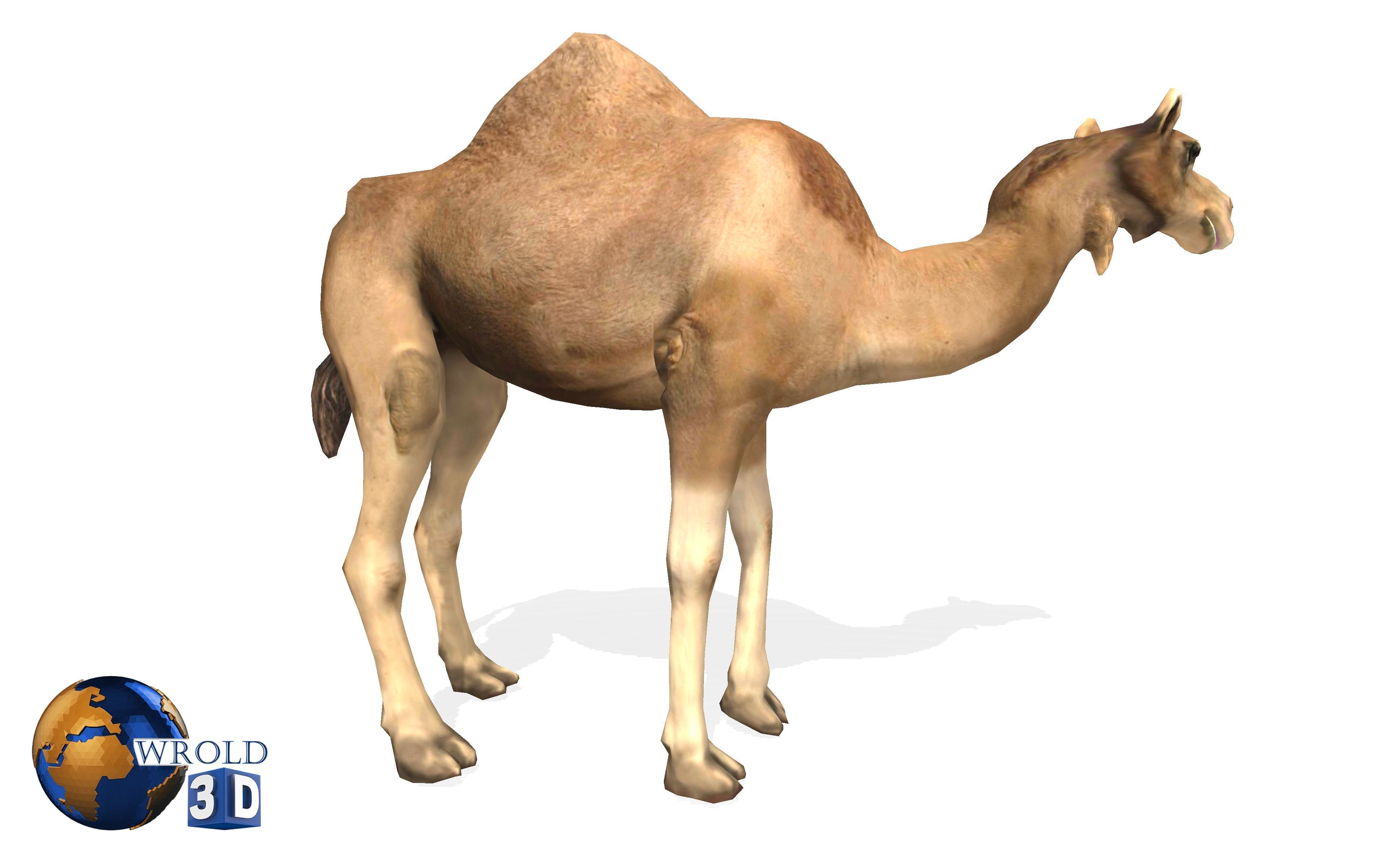 Camel Rigged Animated Lowpoly 3d model Low-poly 3D model_5